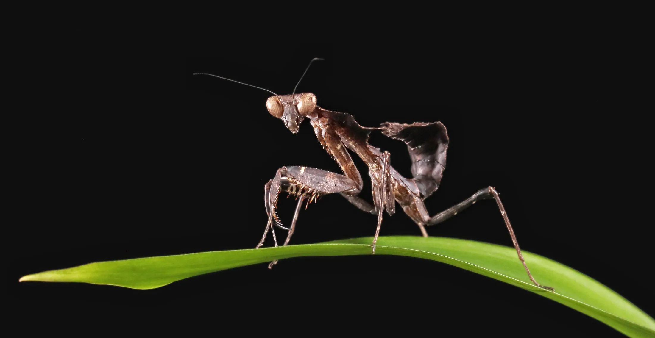 Entry 2651849