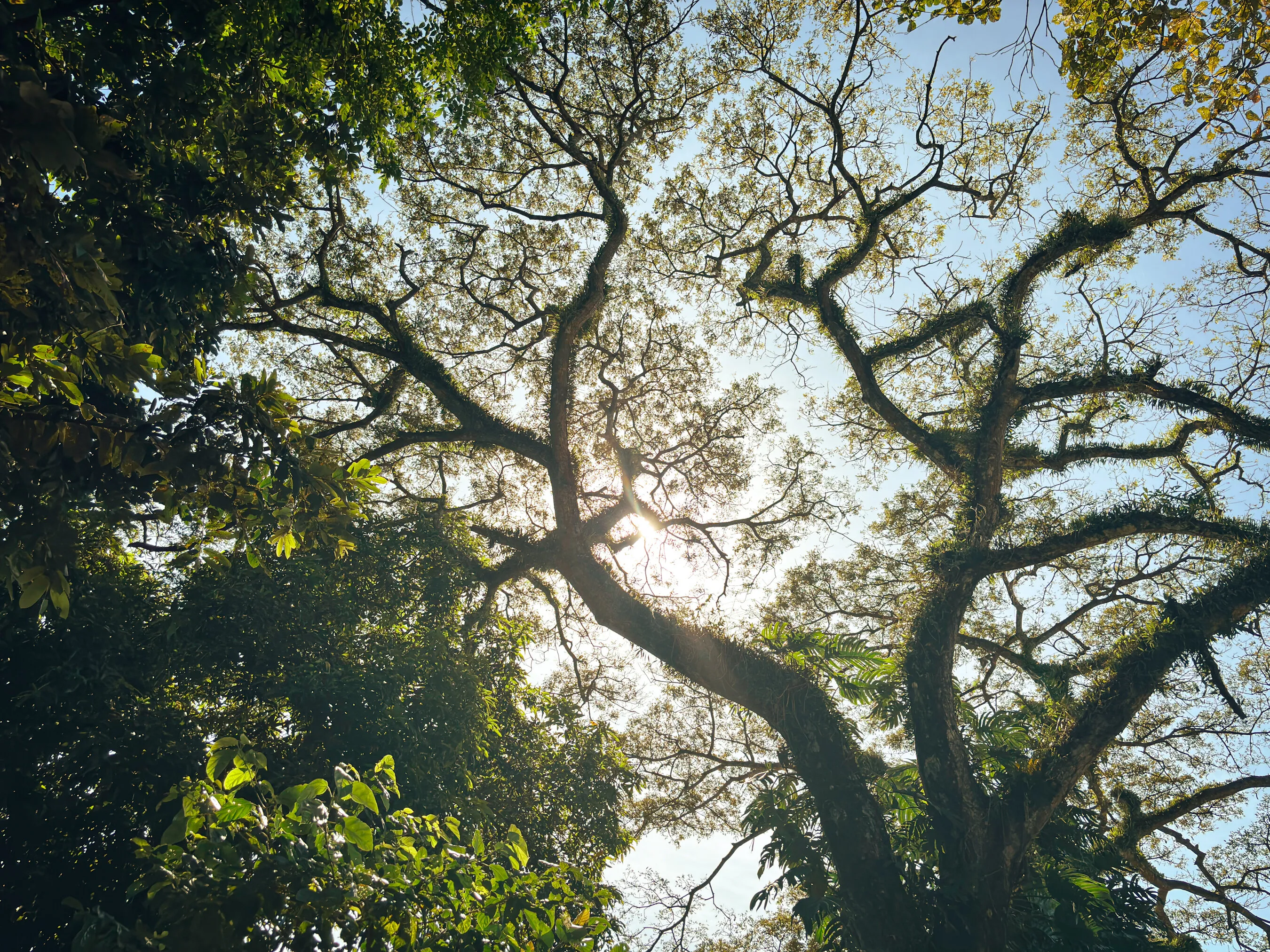 Whispers of Light Through the Canopy