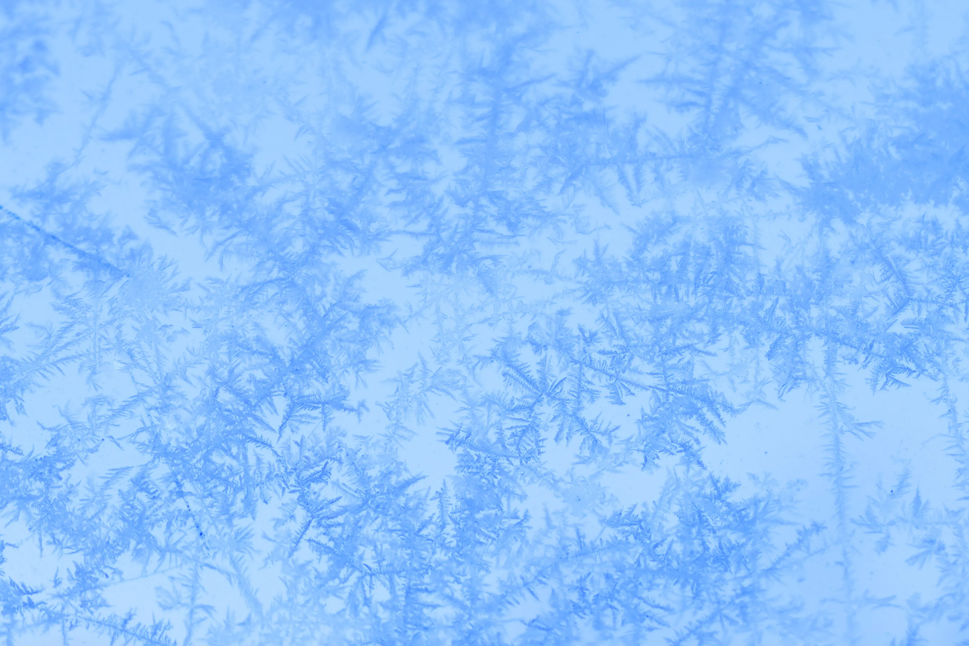 Ice flowers on the window