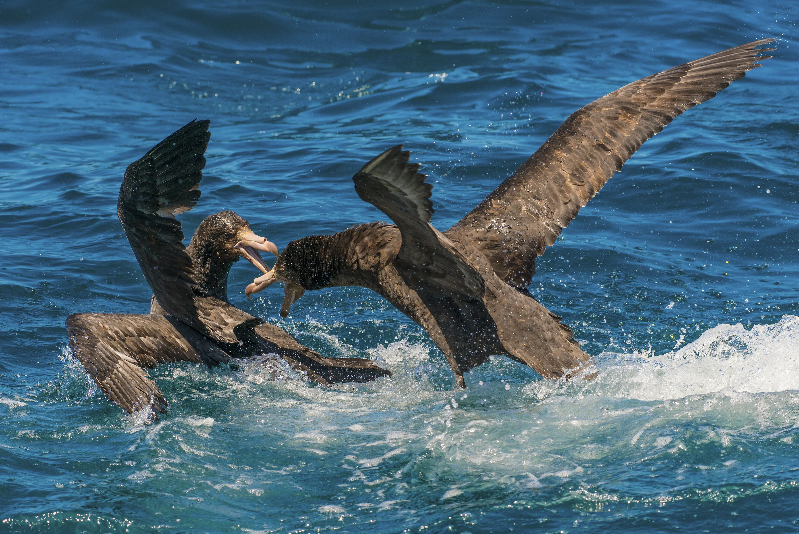 Giant Southern Petrel New Zealand