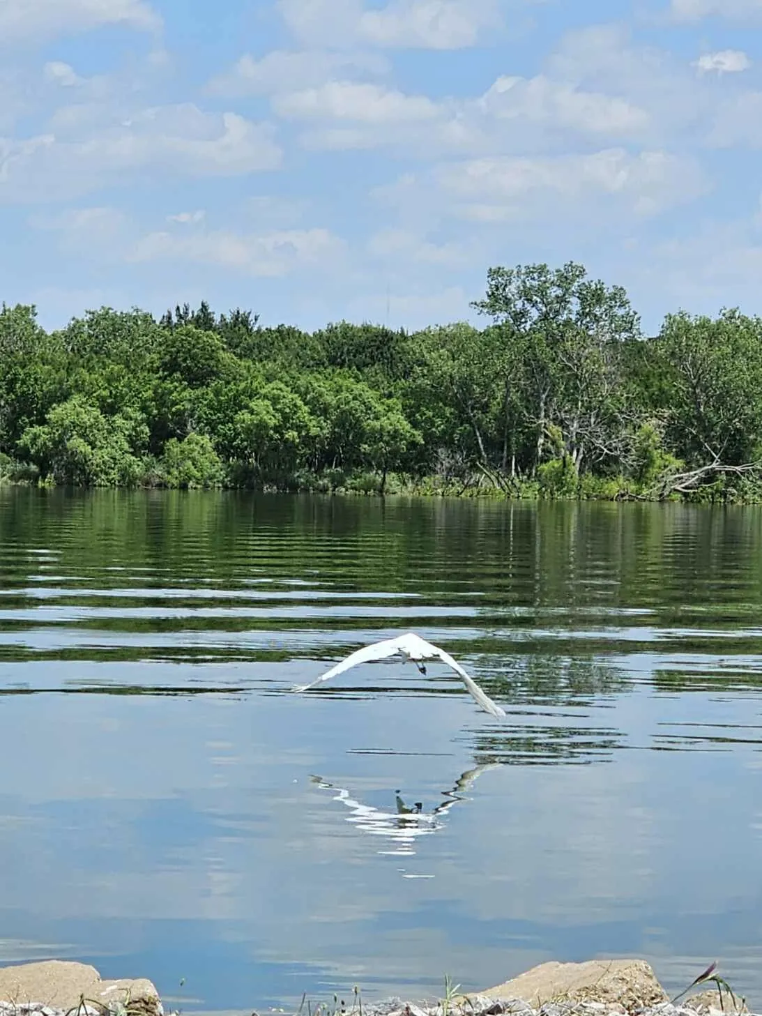 Crane Taking Flight