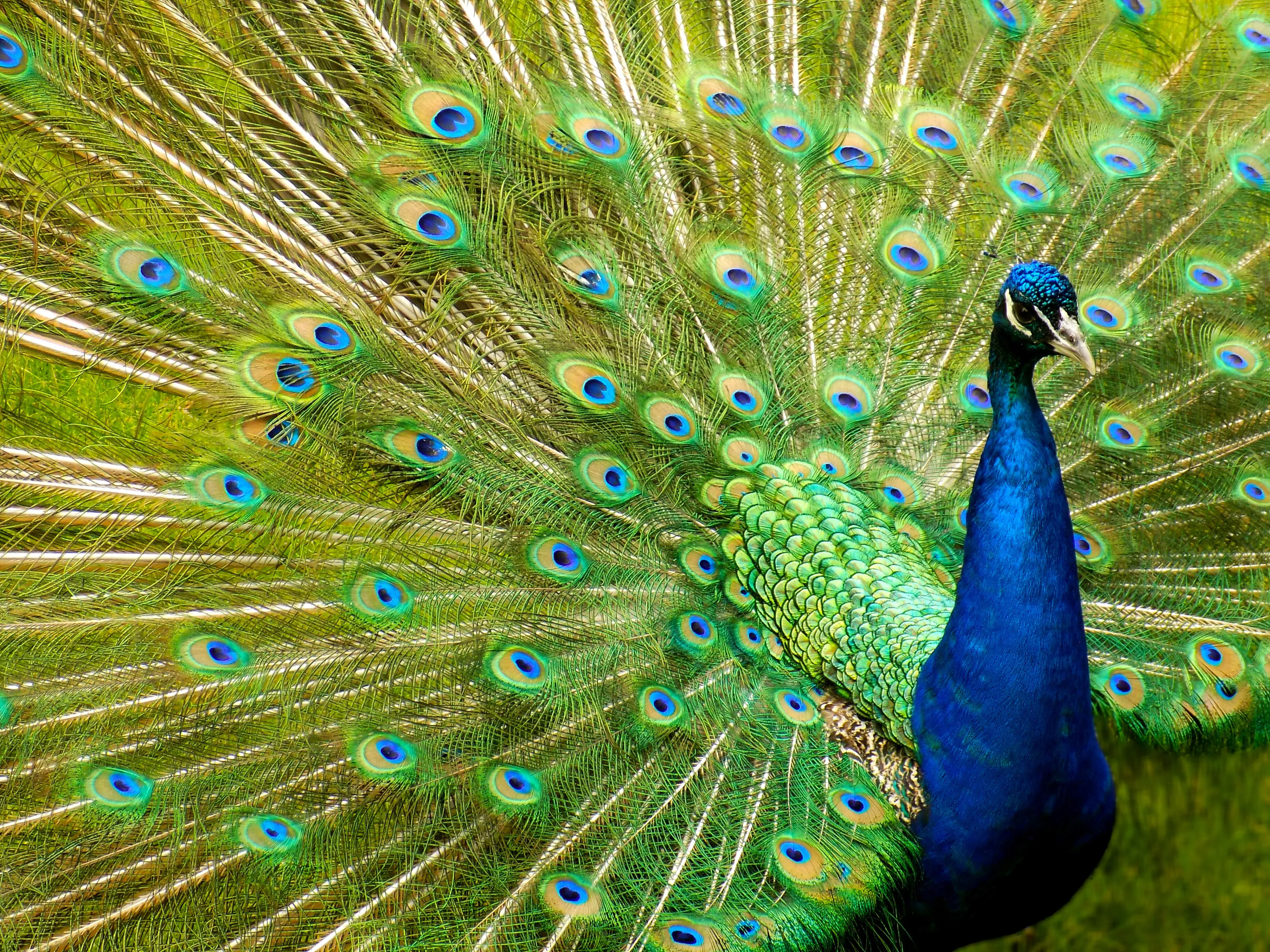 Feathers of Glory