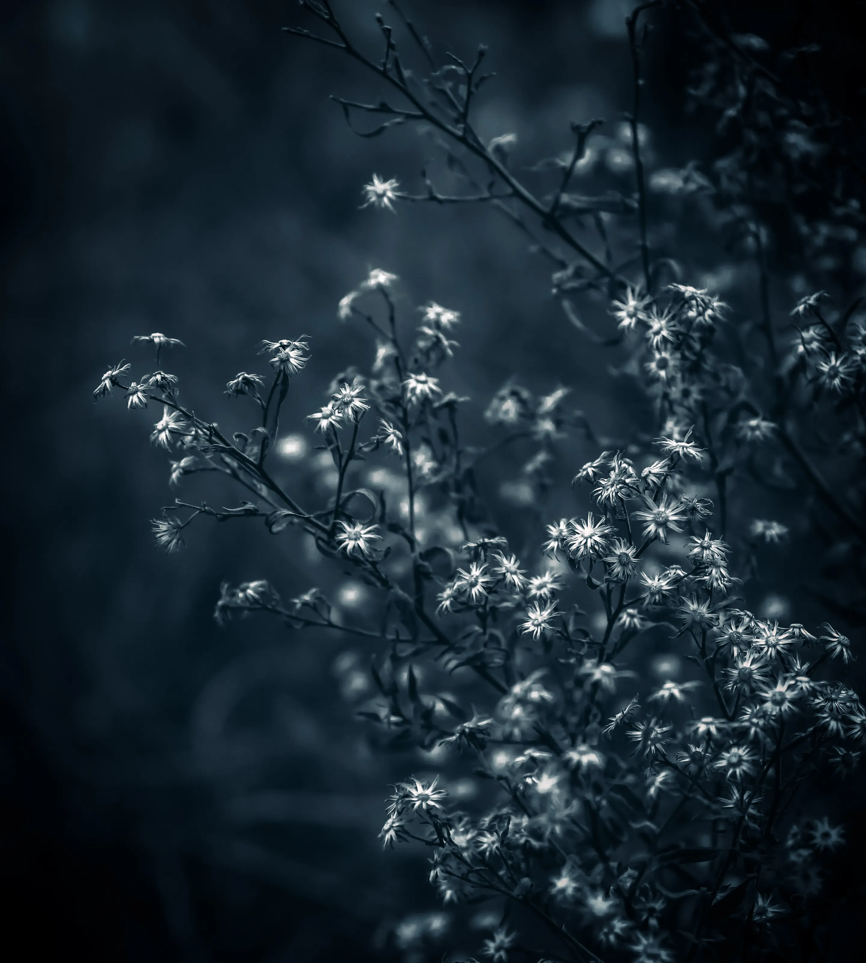 Winter Wildflowers