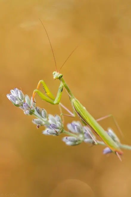 Intriguée