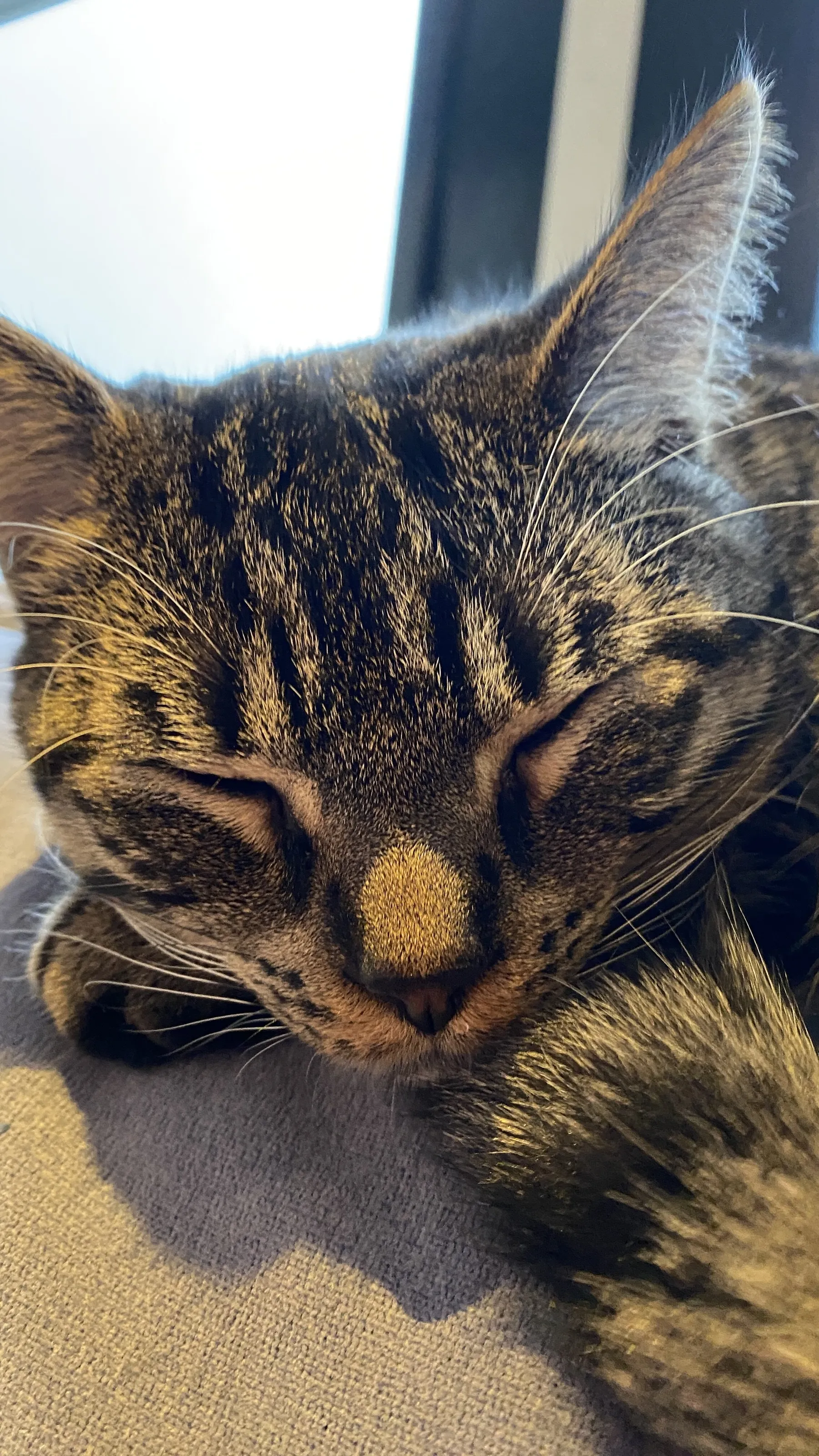 Slipping kat
