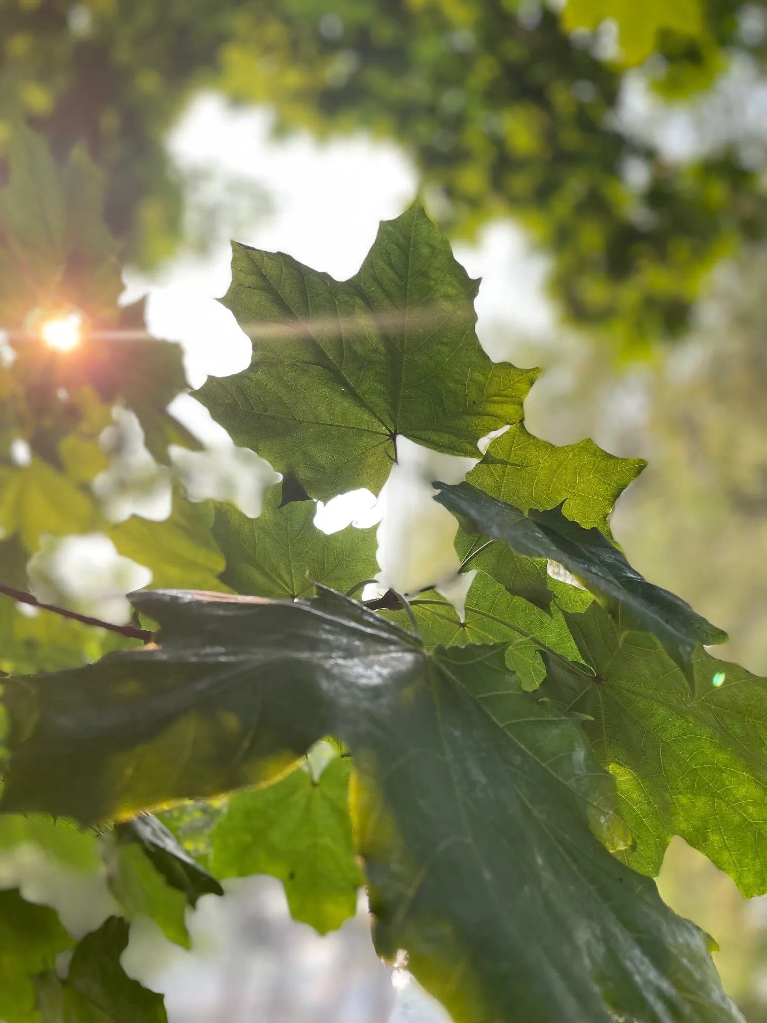 Green Canopy