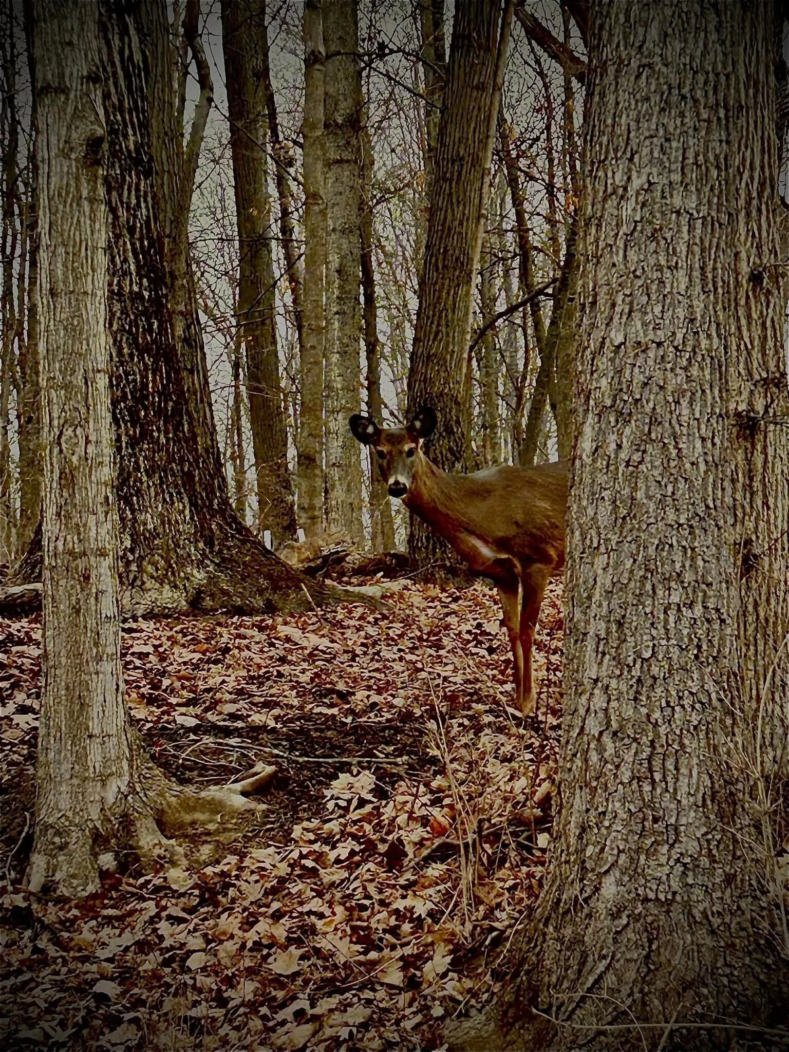 Doe