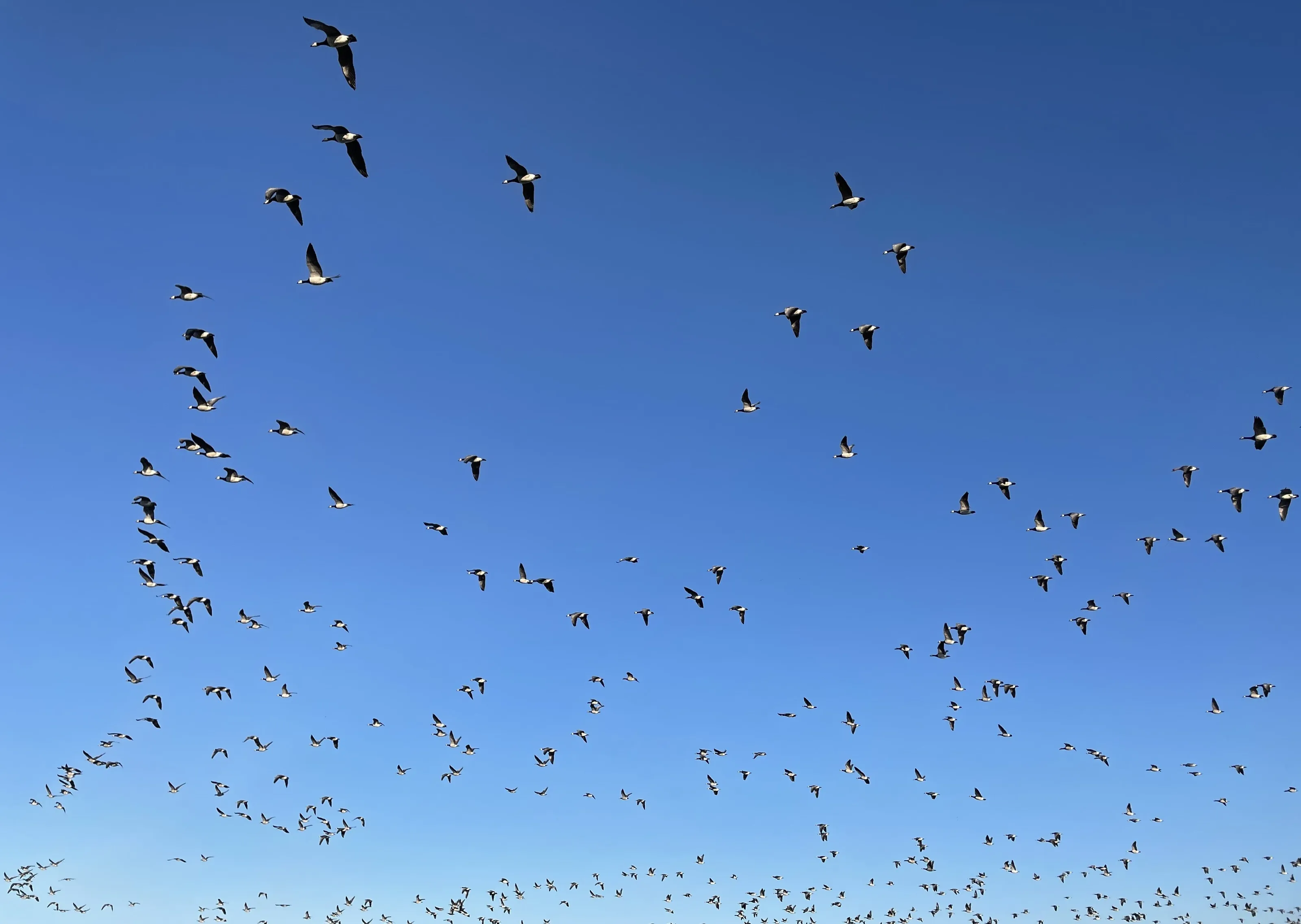 Wings of Migration