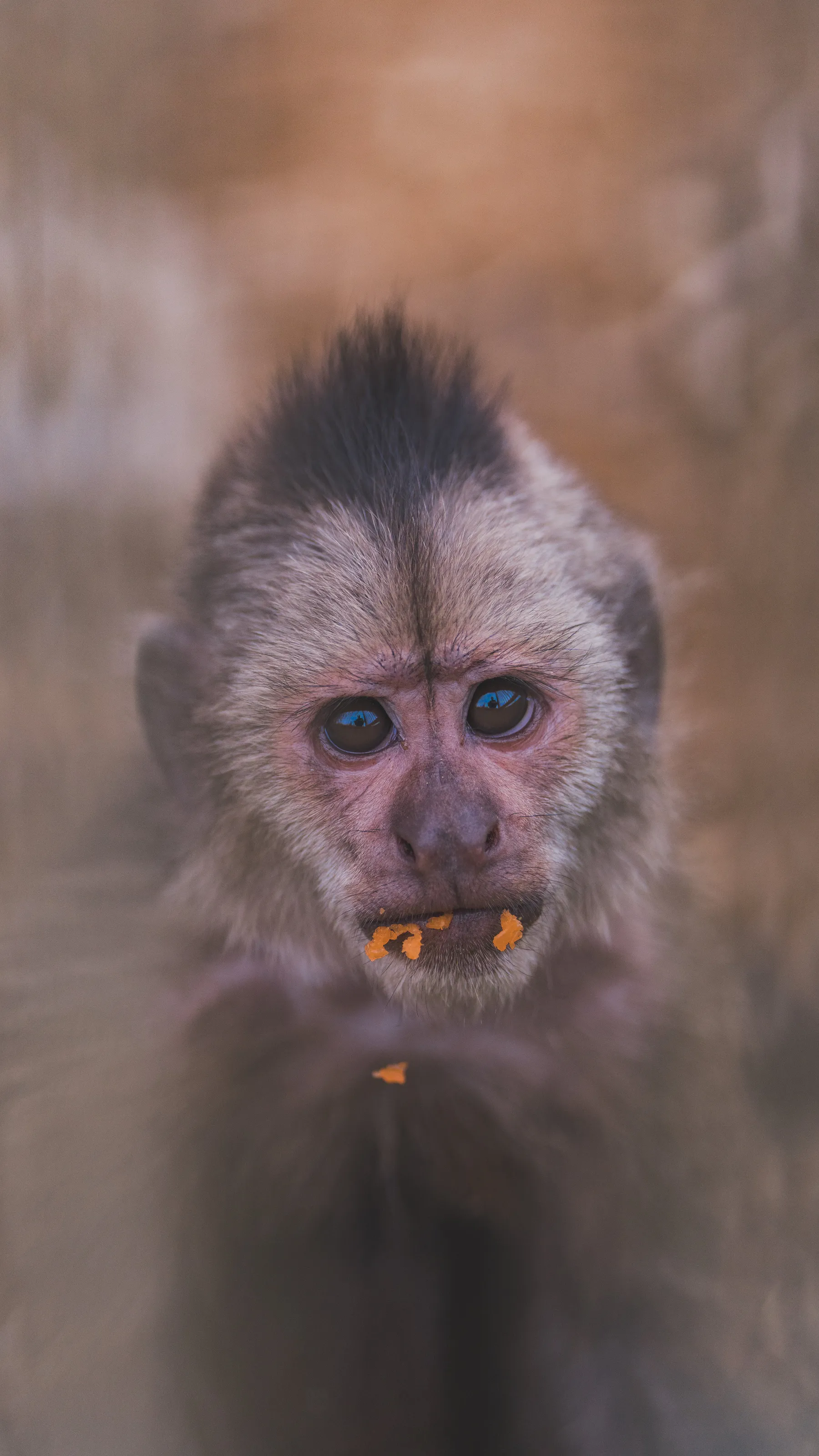 Aruba Monkey