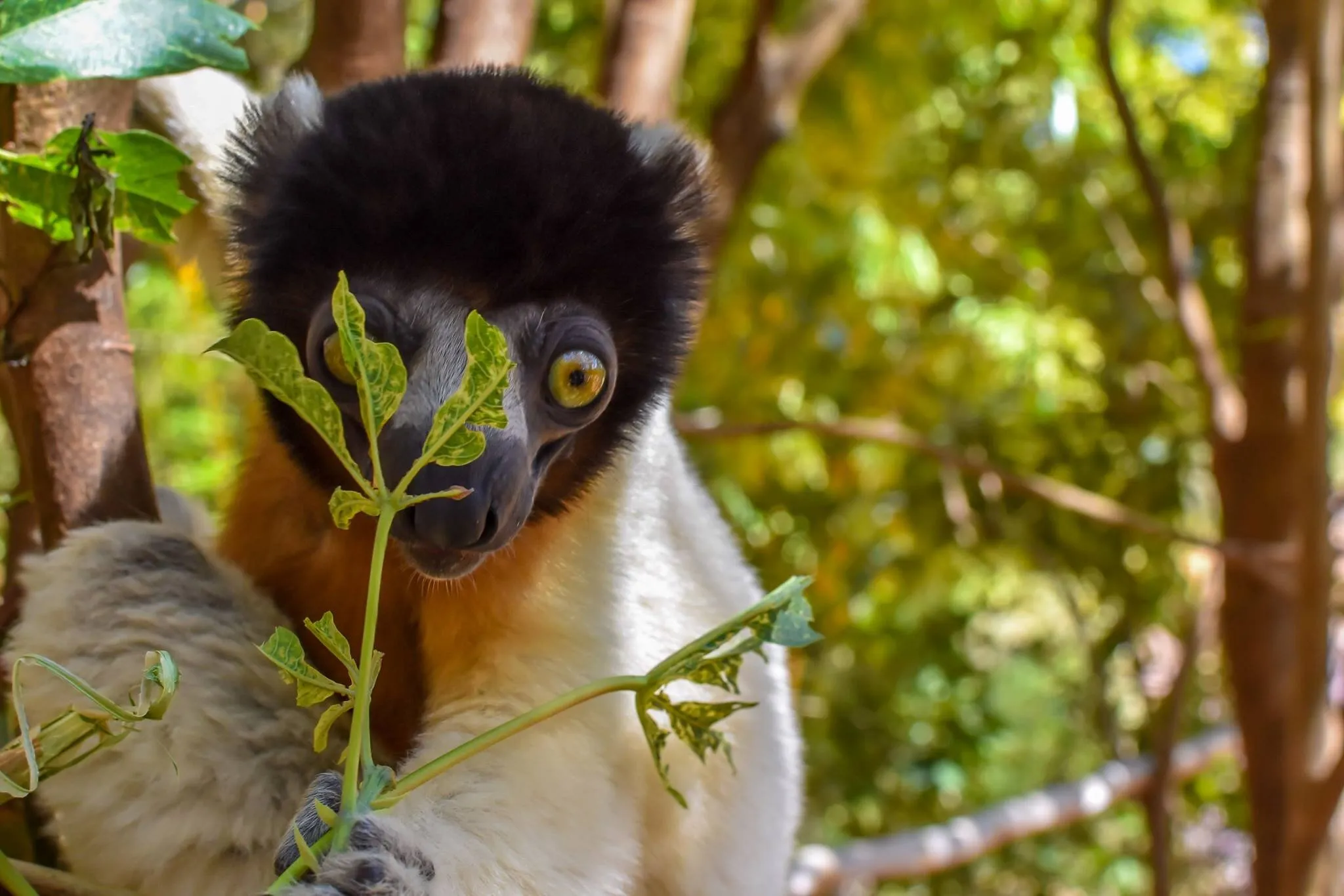 Curious Corquerel's lemur