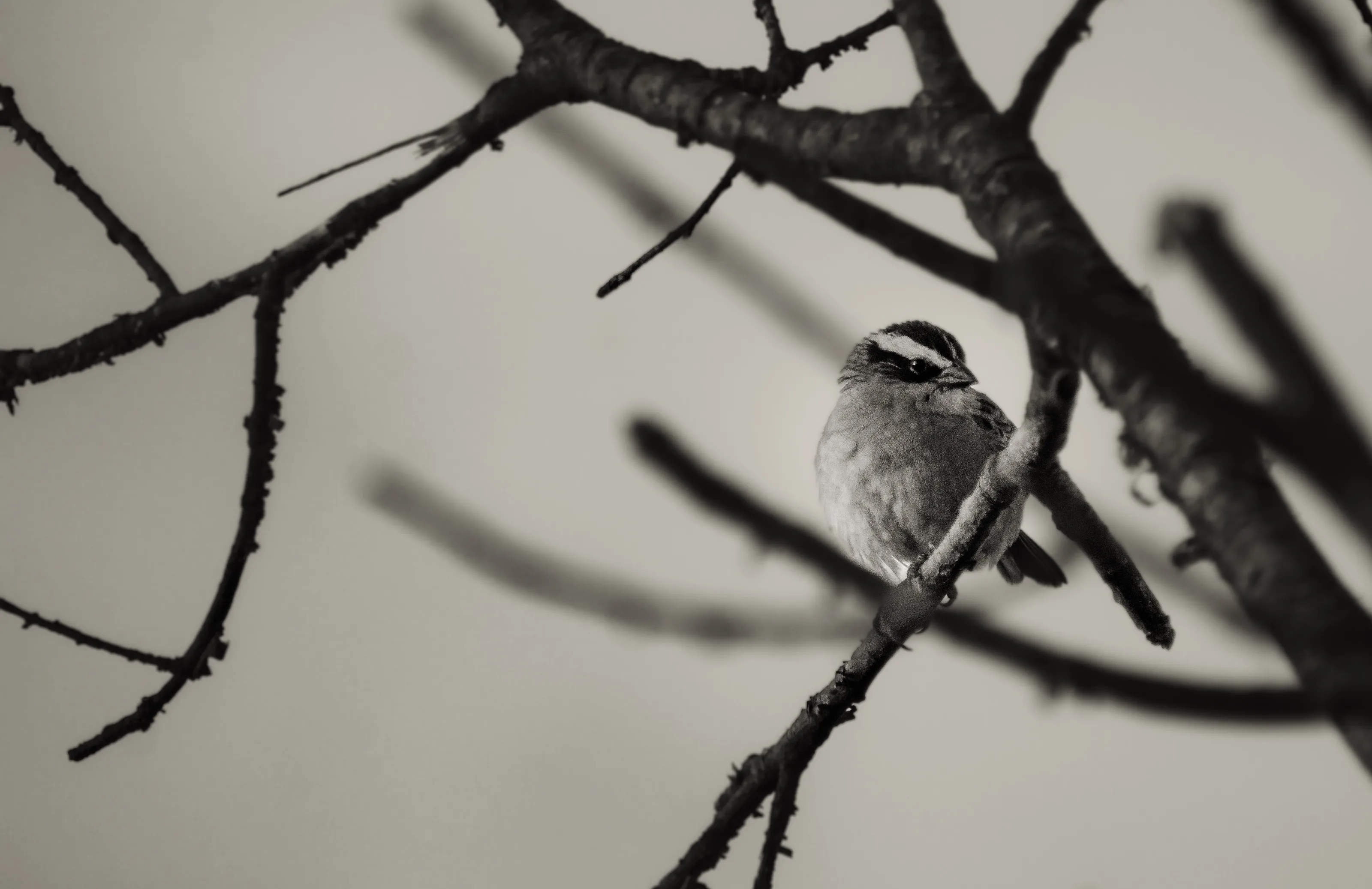 "Solitary Watcher"
