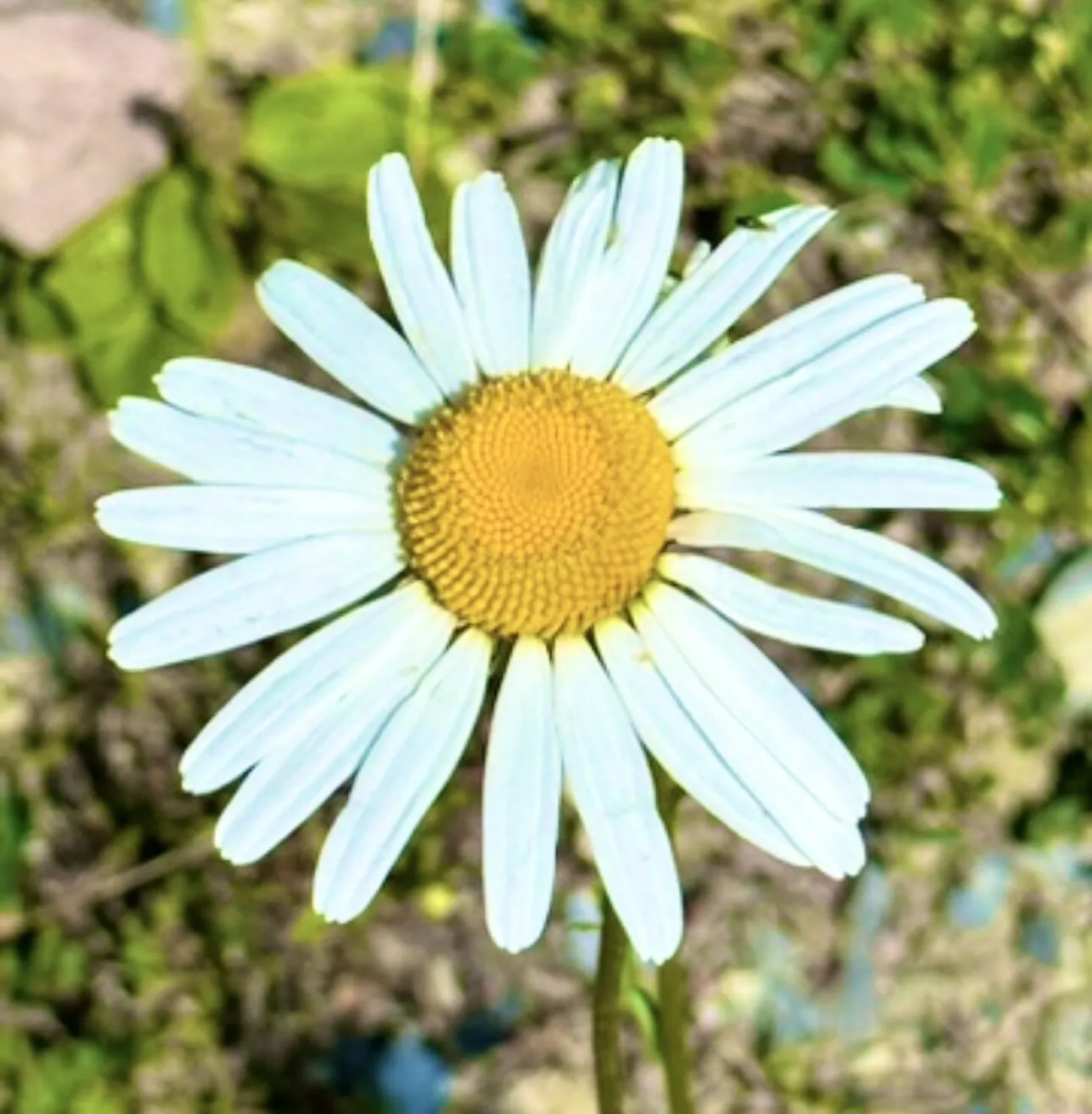 Beautiful white flower