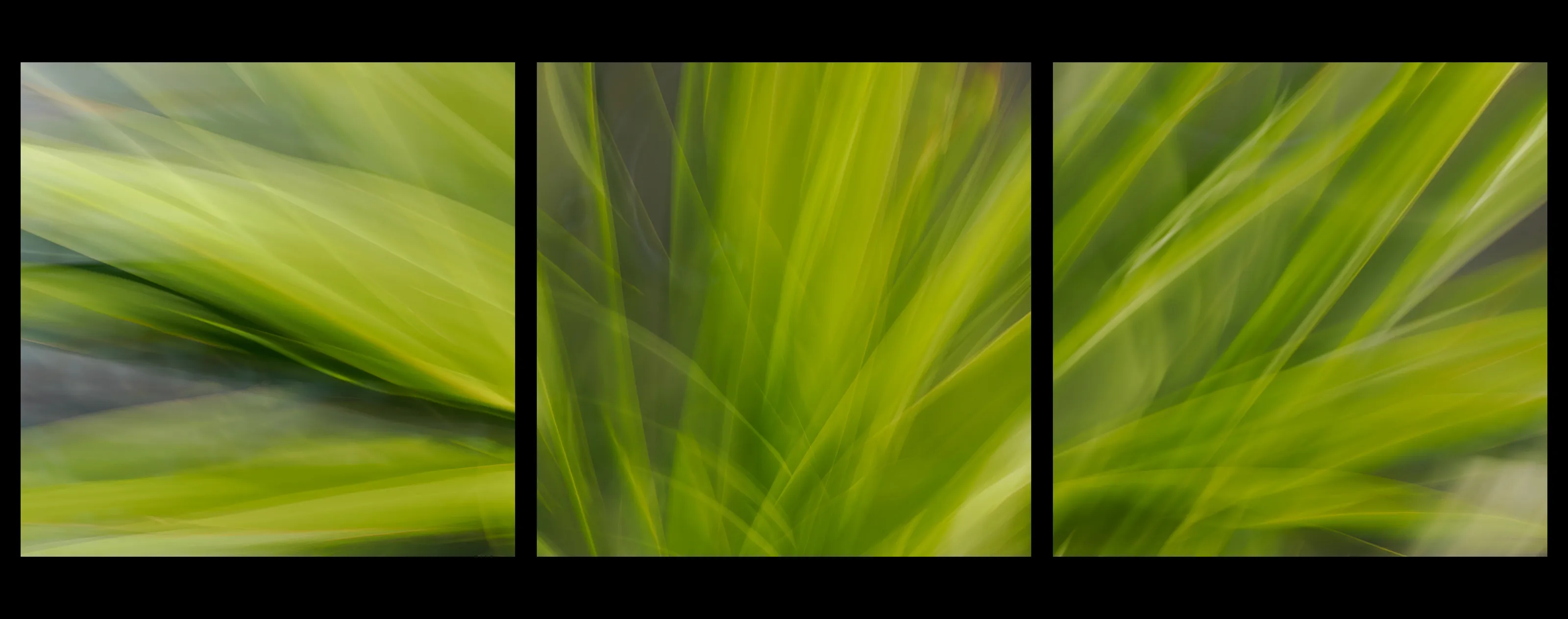 ICM plant