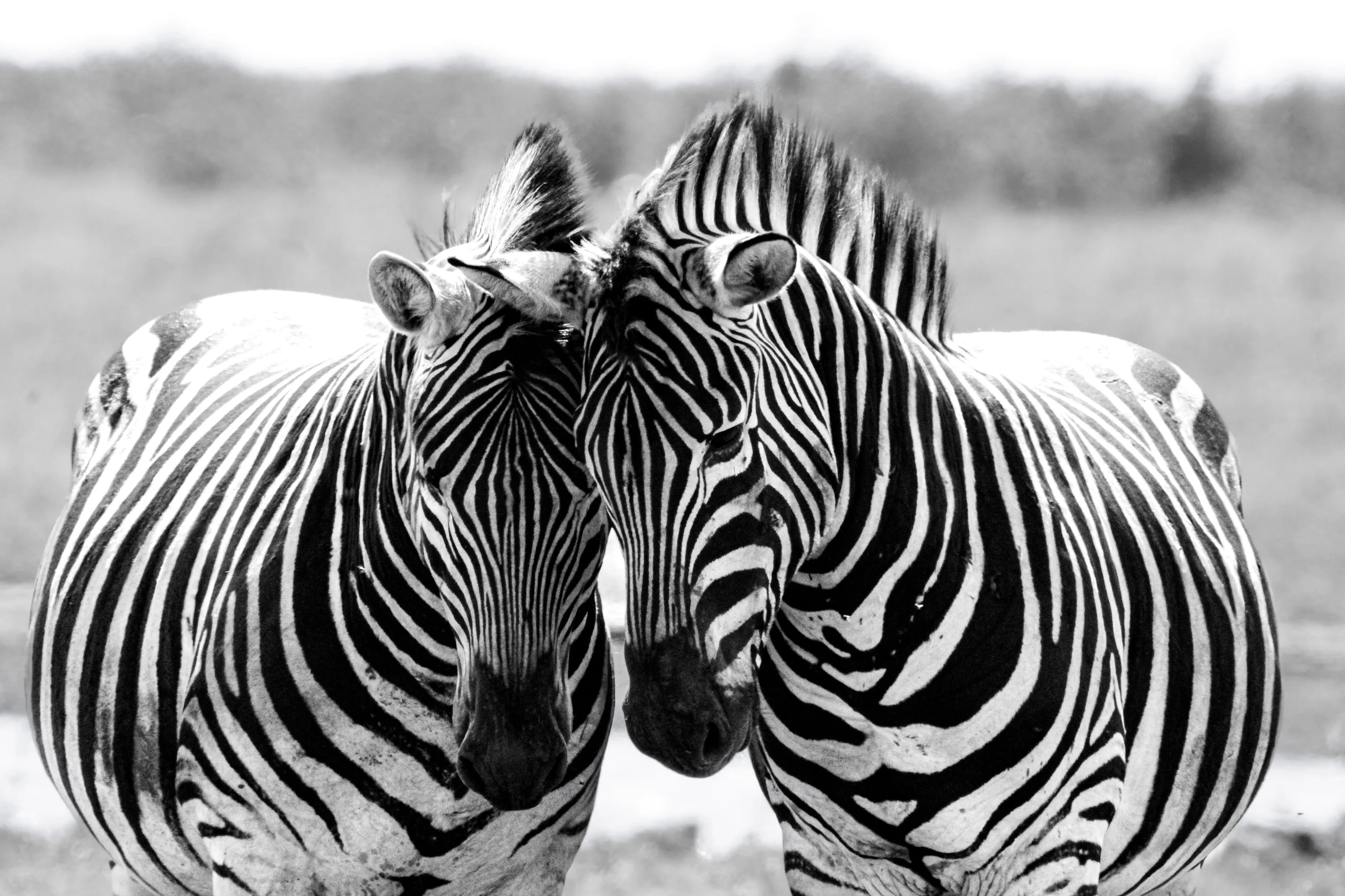 Kindred Stripes