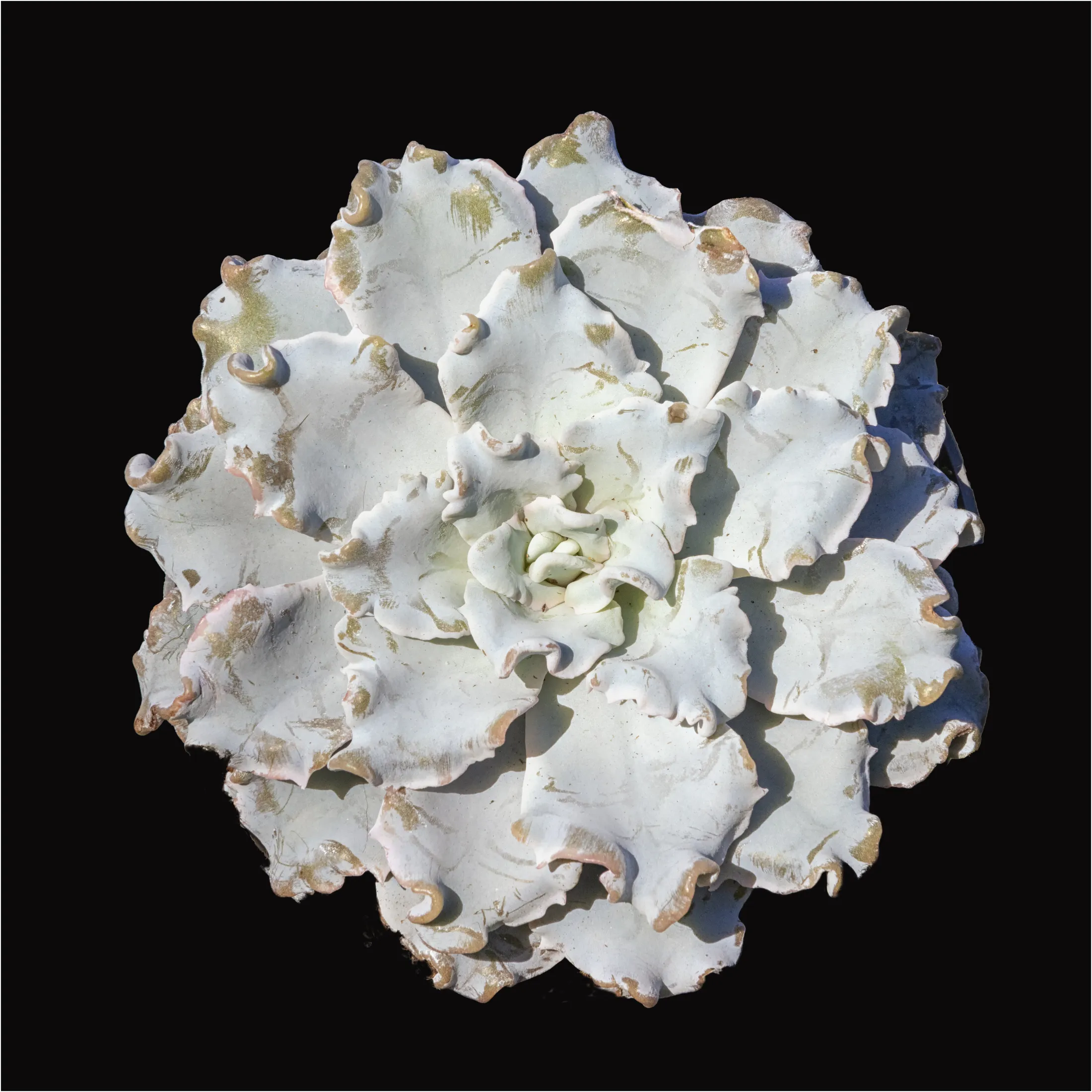 Echeveria