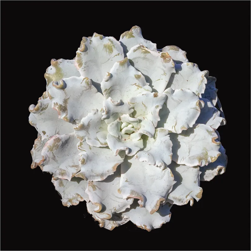 Echeveria