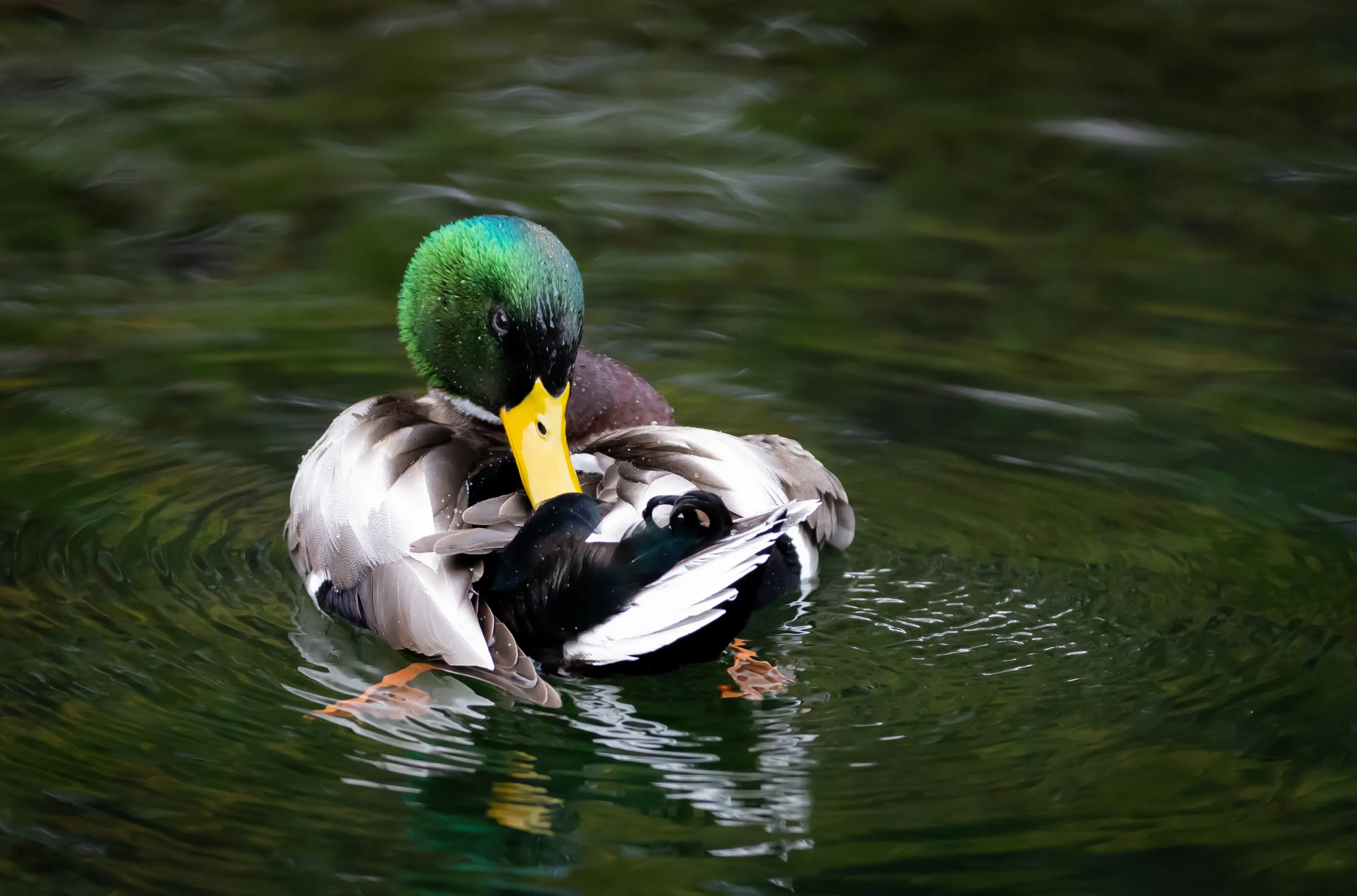 Mallard