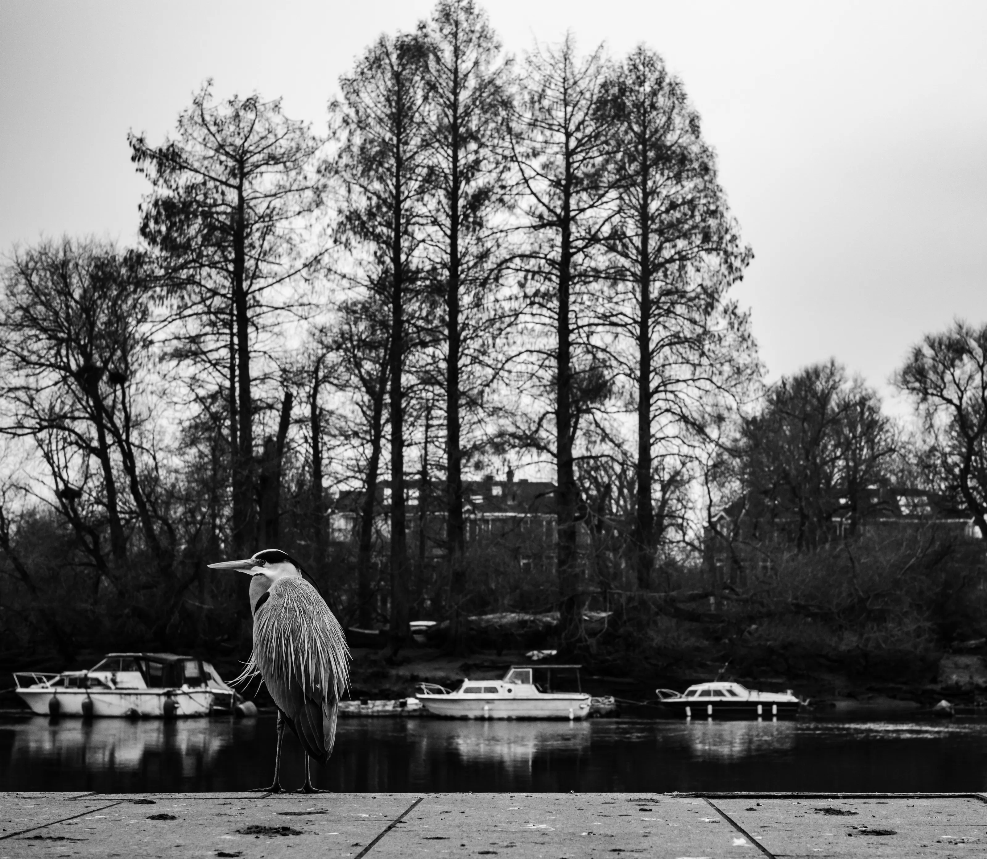 Heron posing