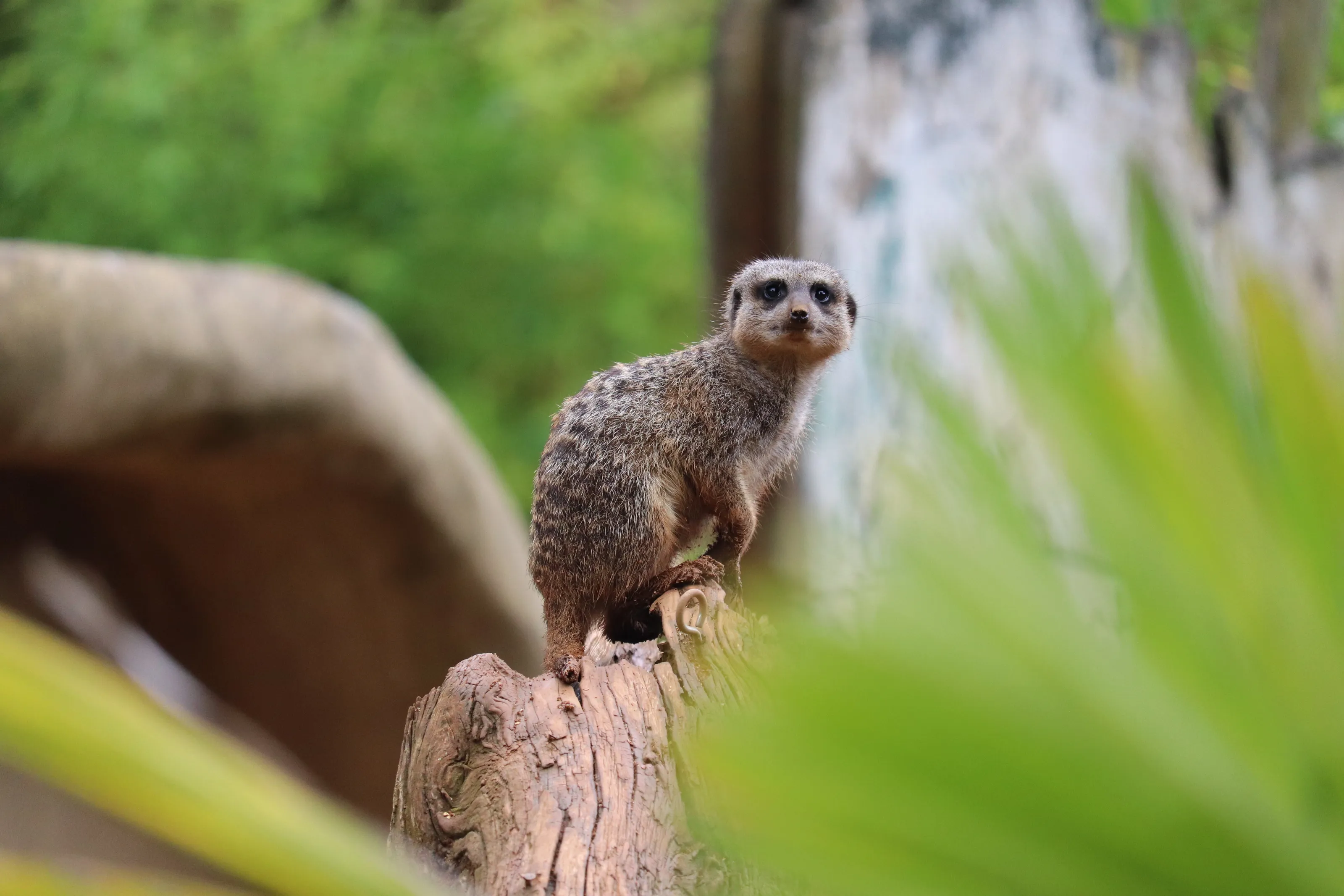 Curious Meerkat