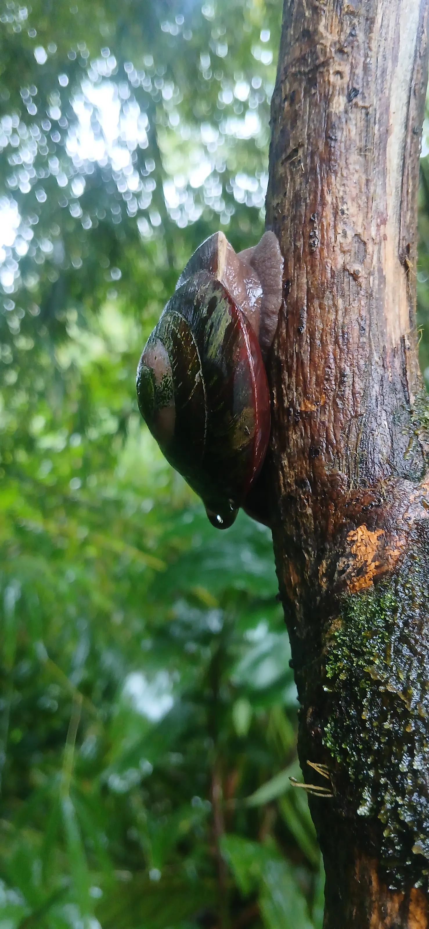 Caracolus caracolla