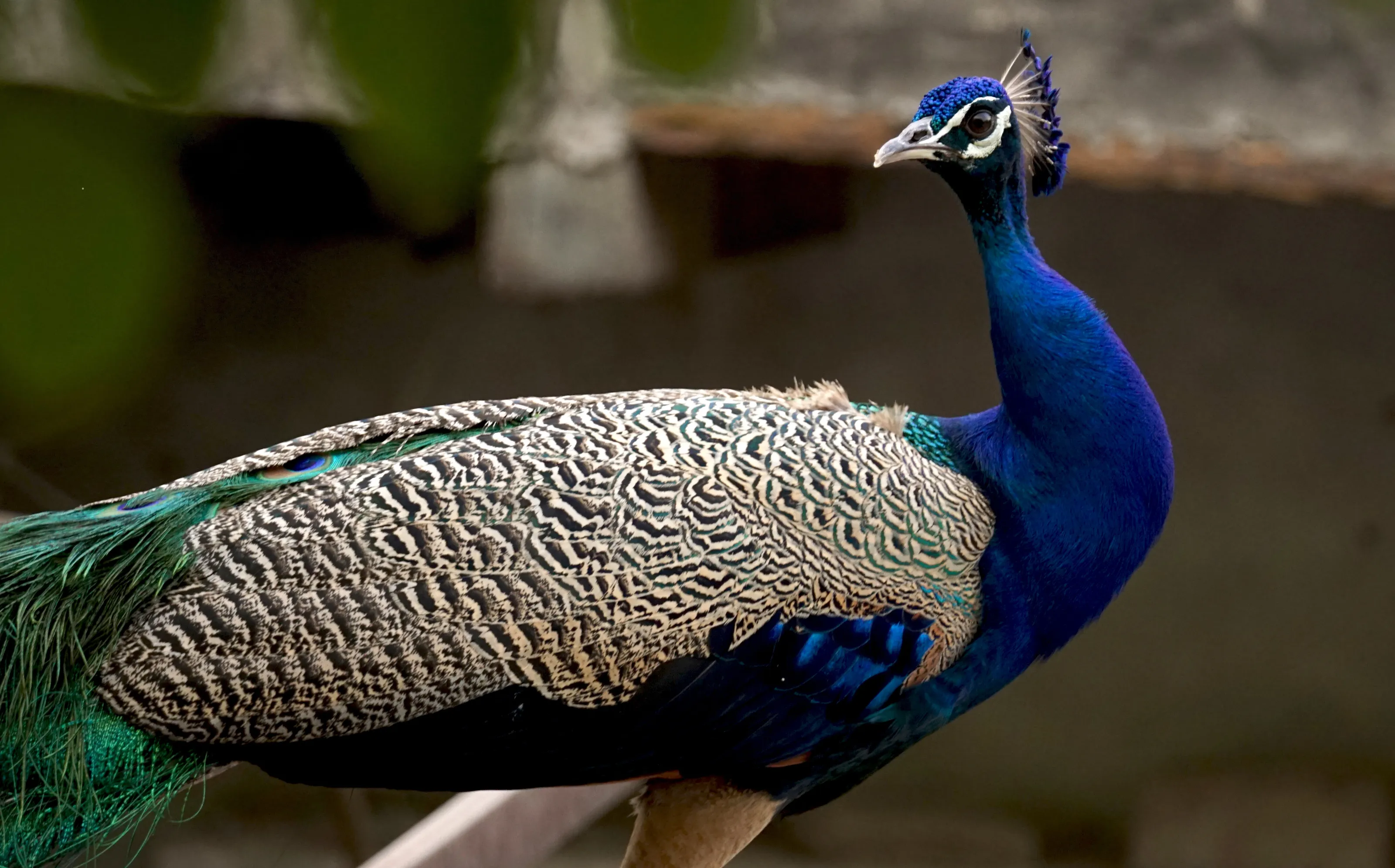 Peacock