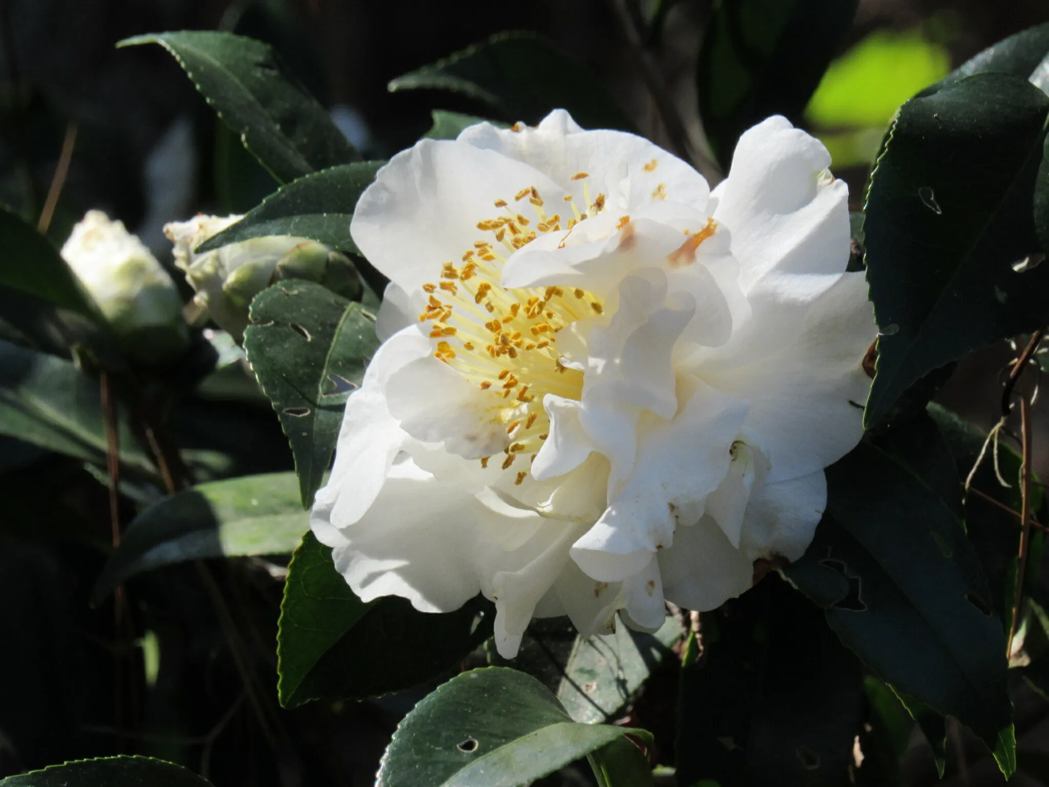 White Dove Camellia