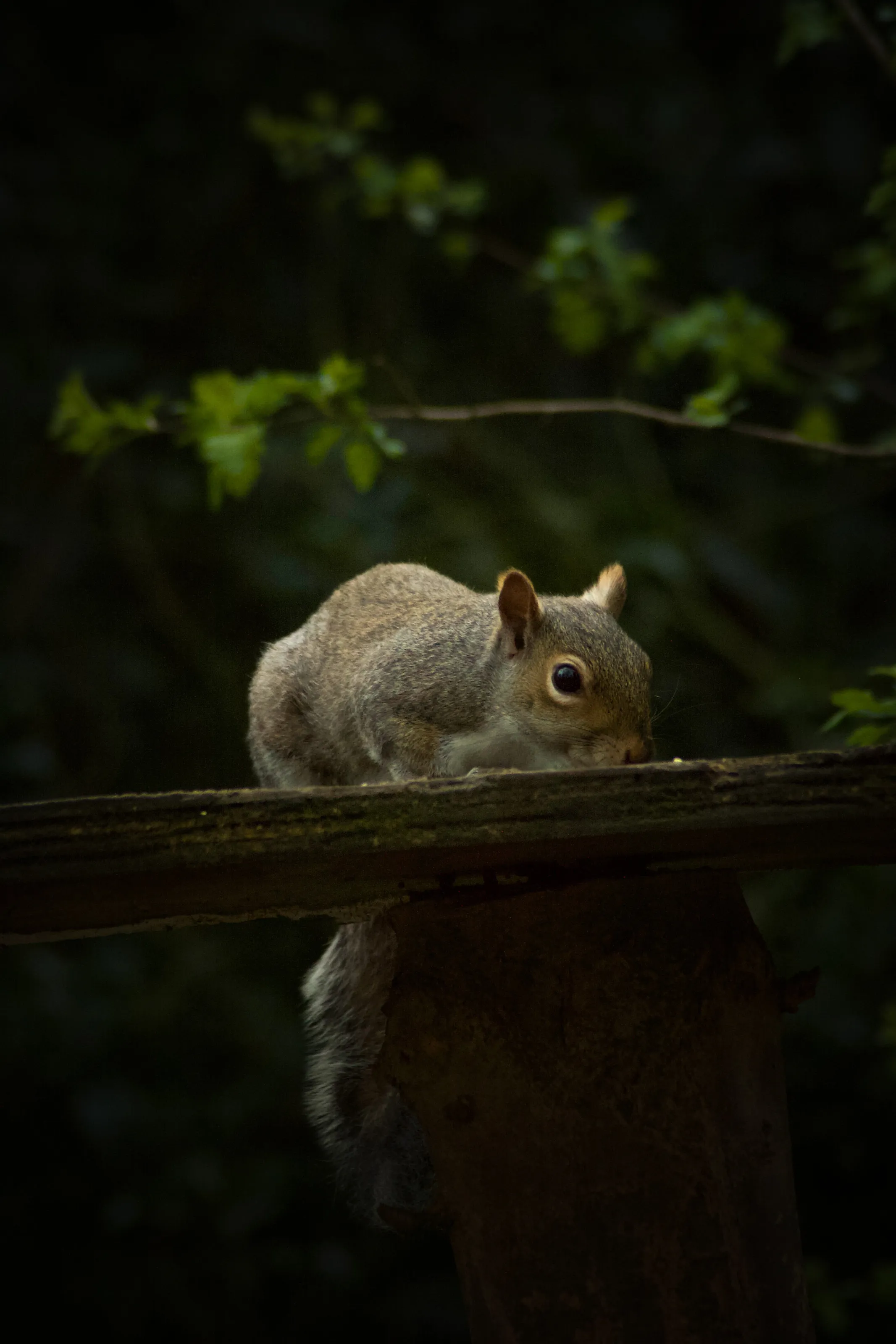 Squirrel feeding