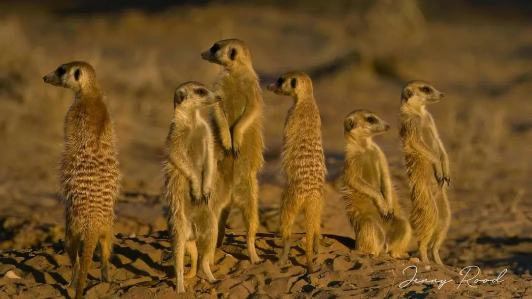 Meerkats at sunset