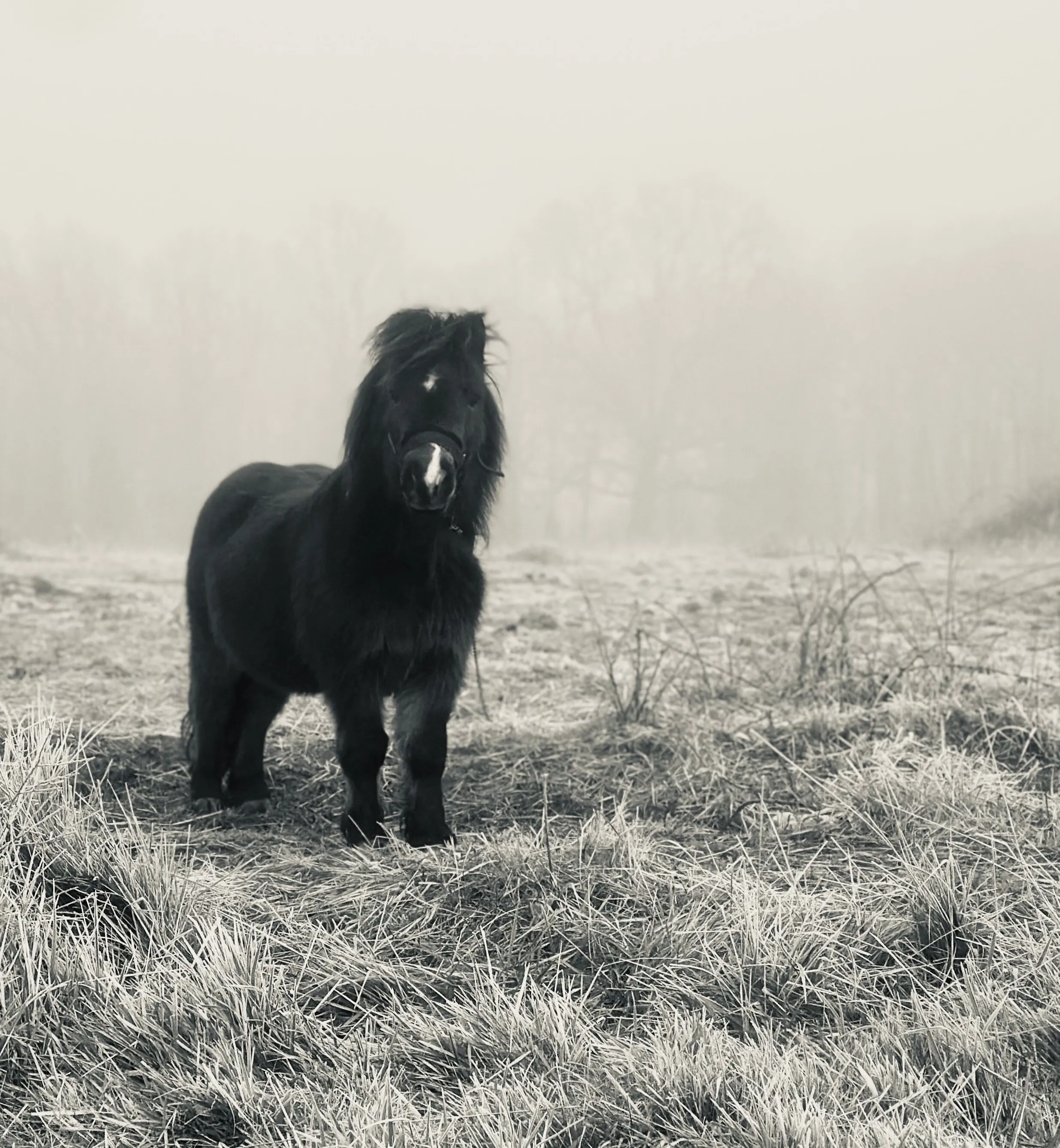 Pony