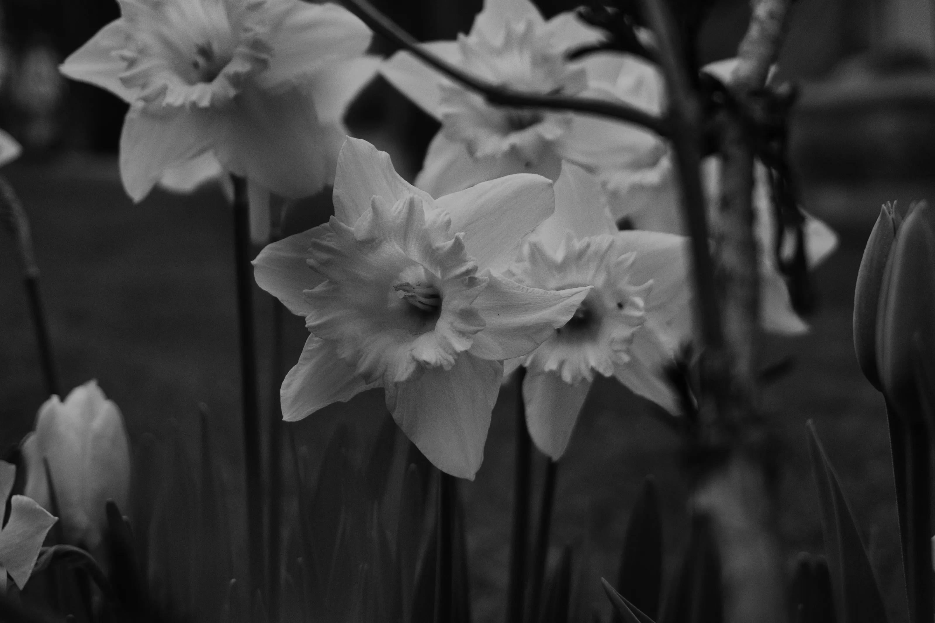 black and white flowers