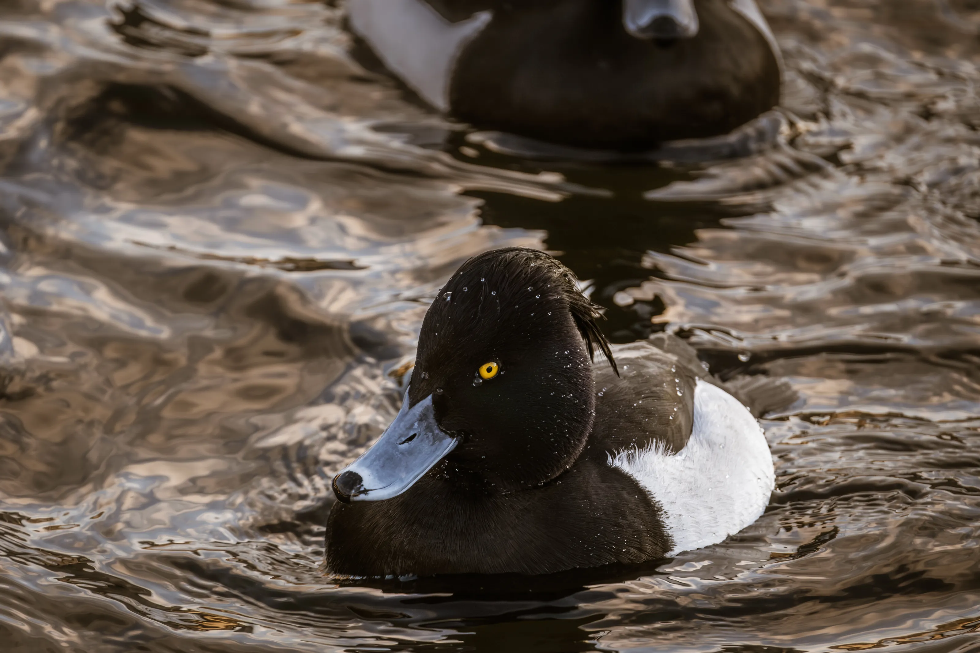 Yellow eye