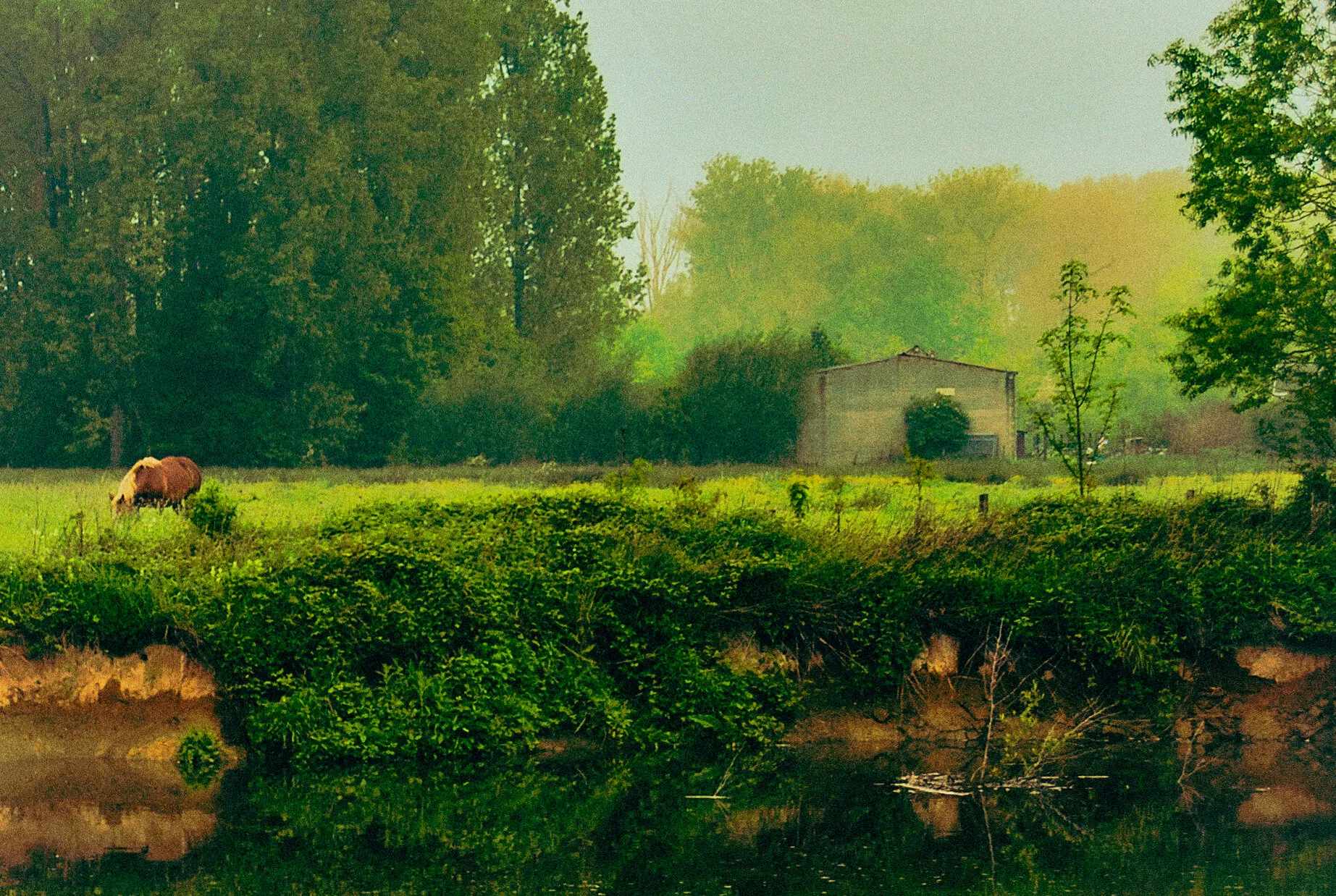 Daydream in Green