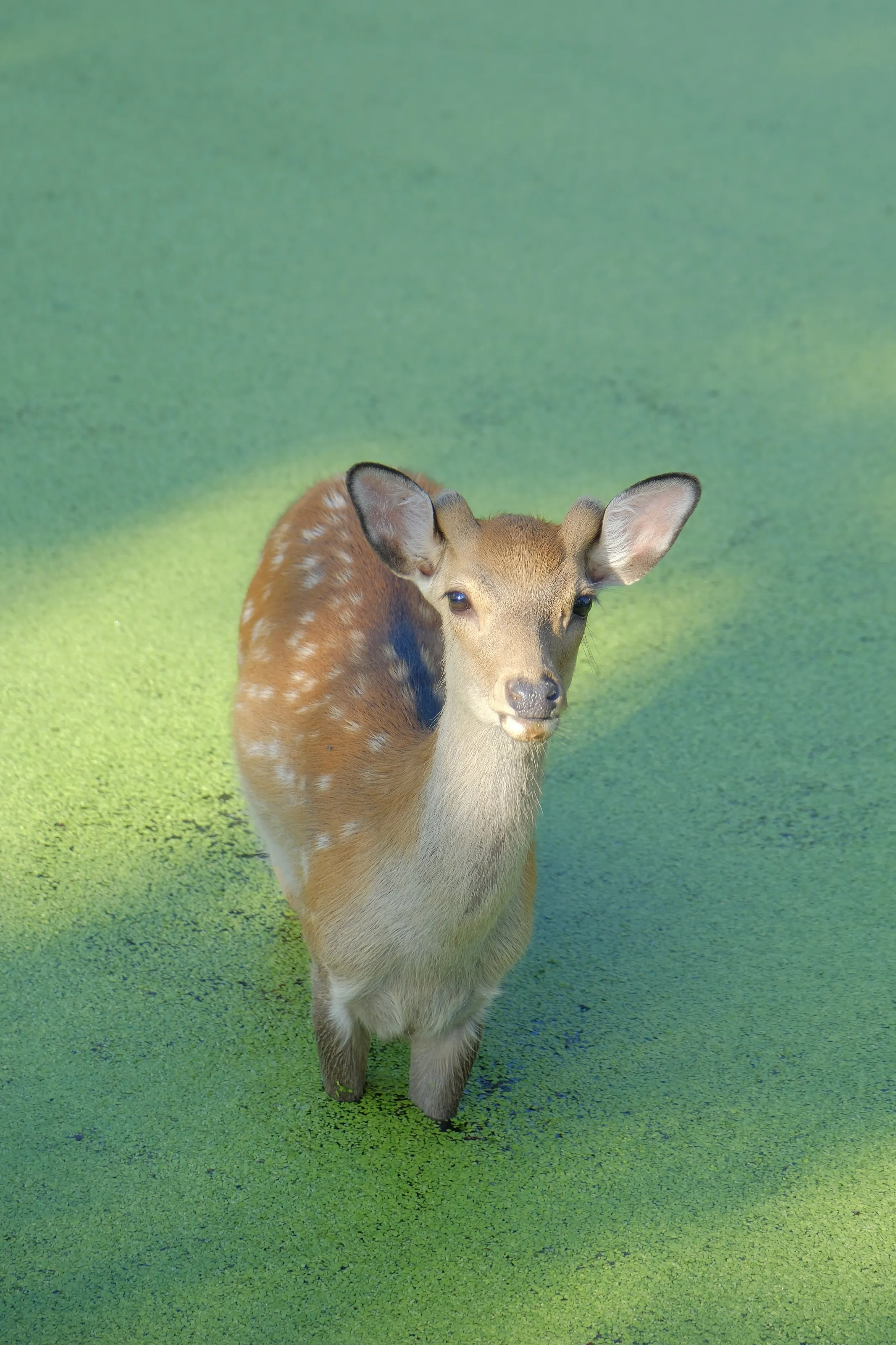 Oh Deer Matcha!