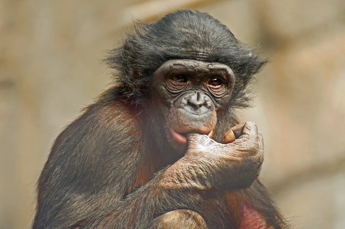 Bonobo Baby