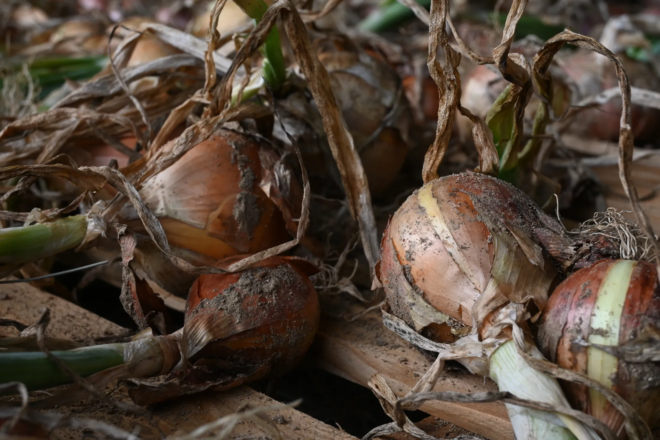 Home Grown Onions.