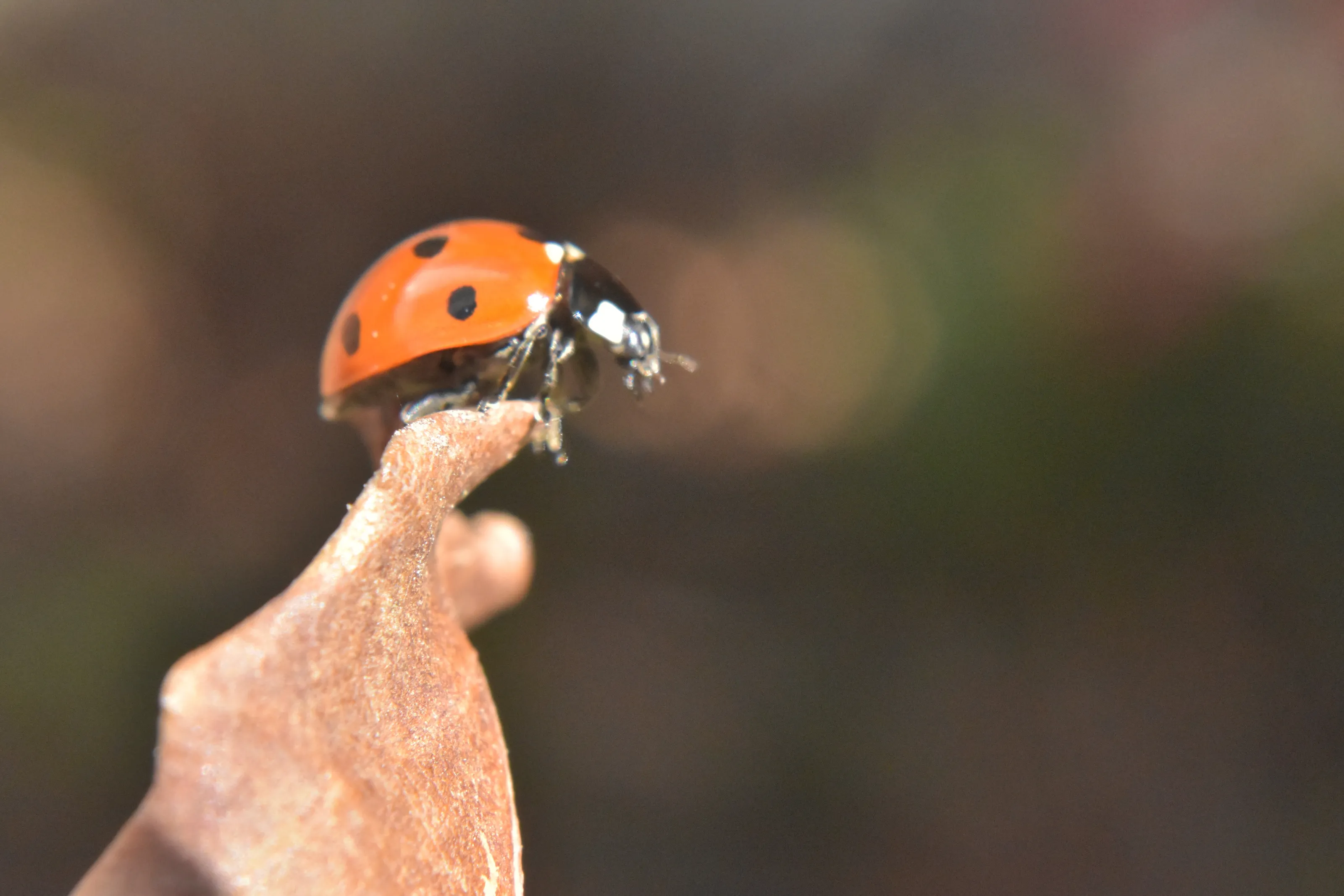 Ladybug 🐞