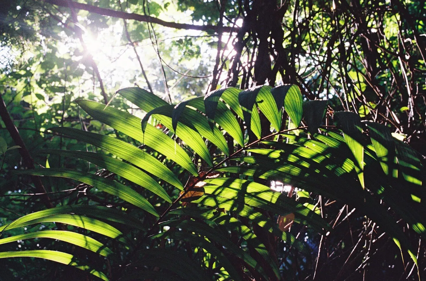 Jungle Glow