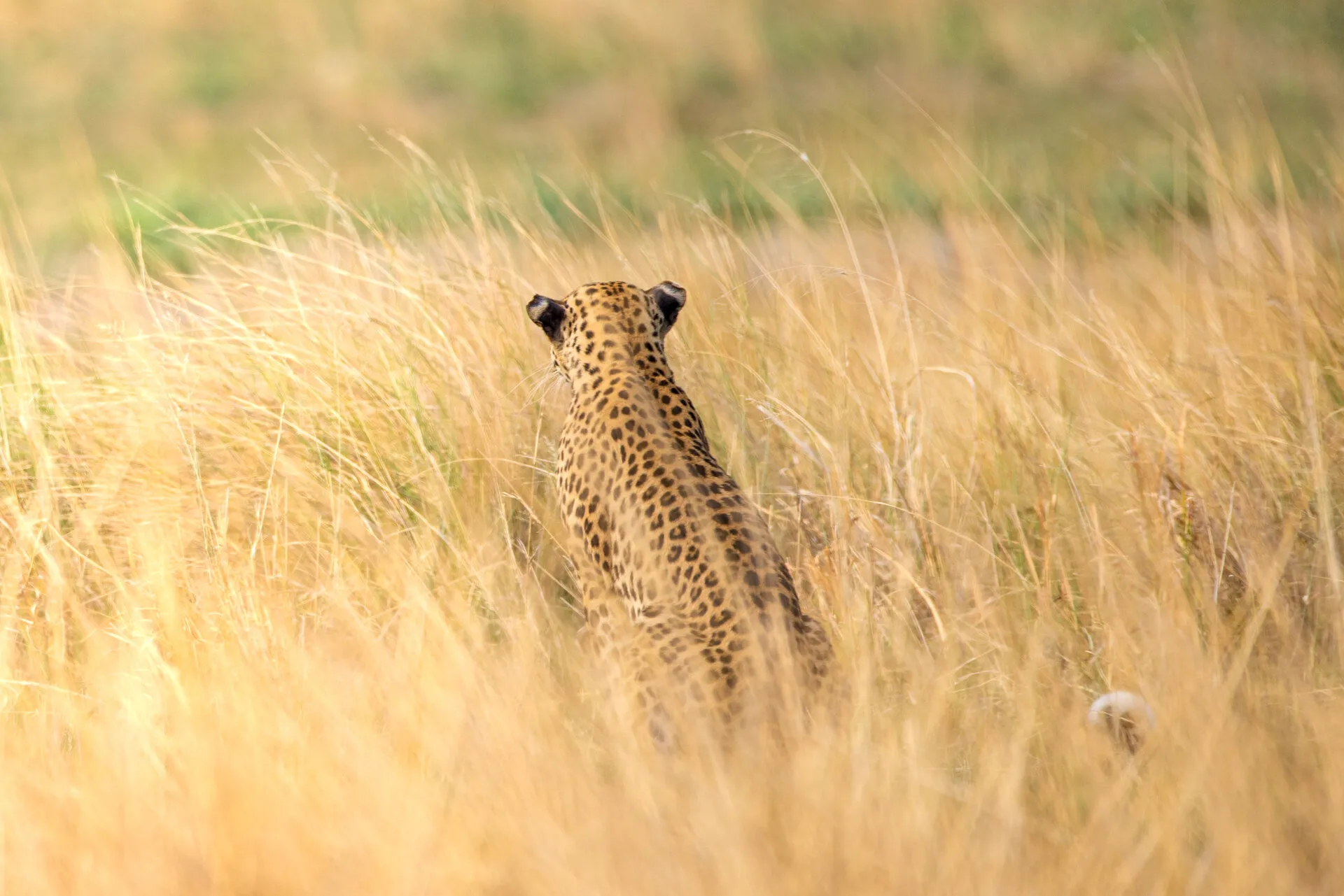 Leopard Scouting