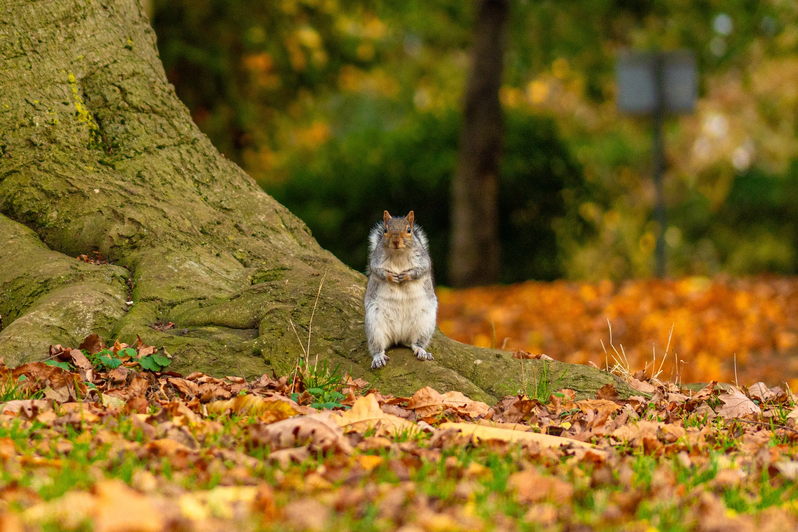 in the park