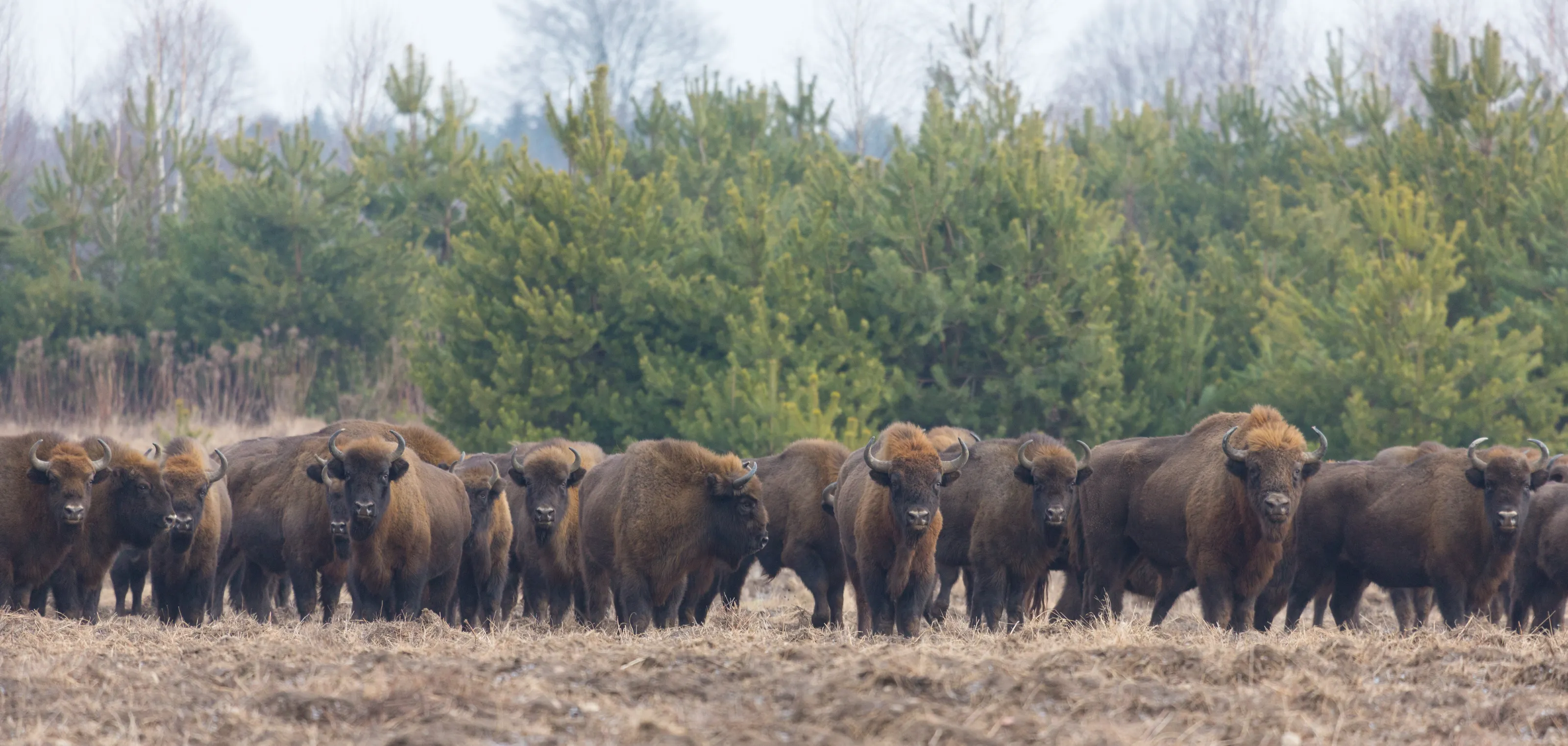 European Bison herd in snowless winter time#