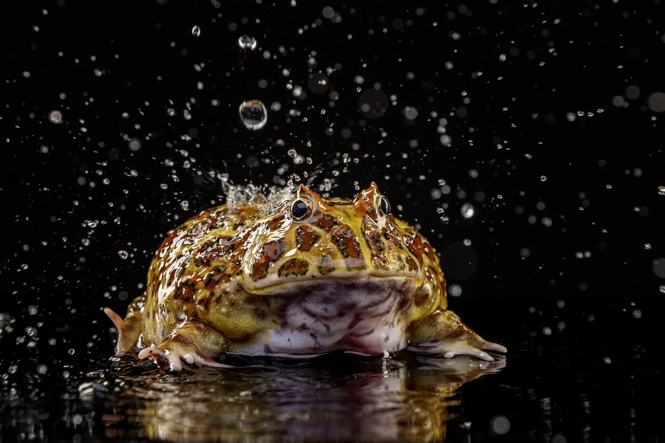 Toad