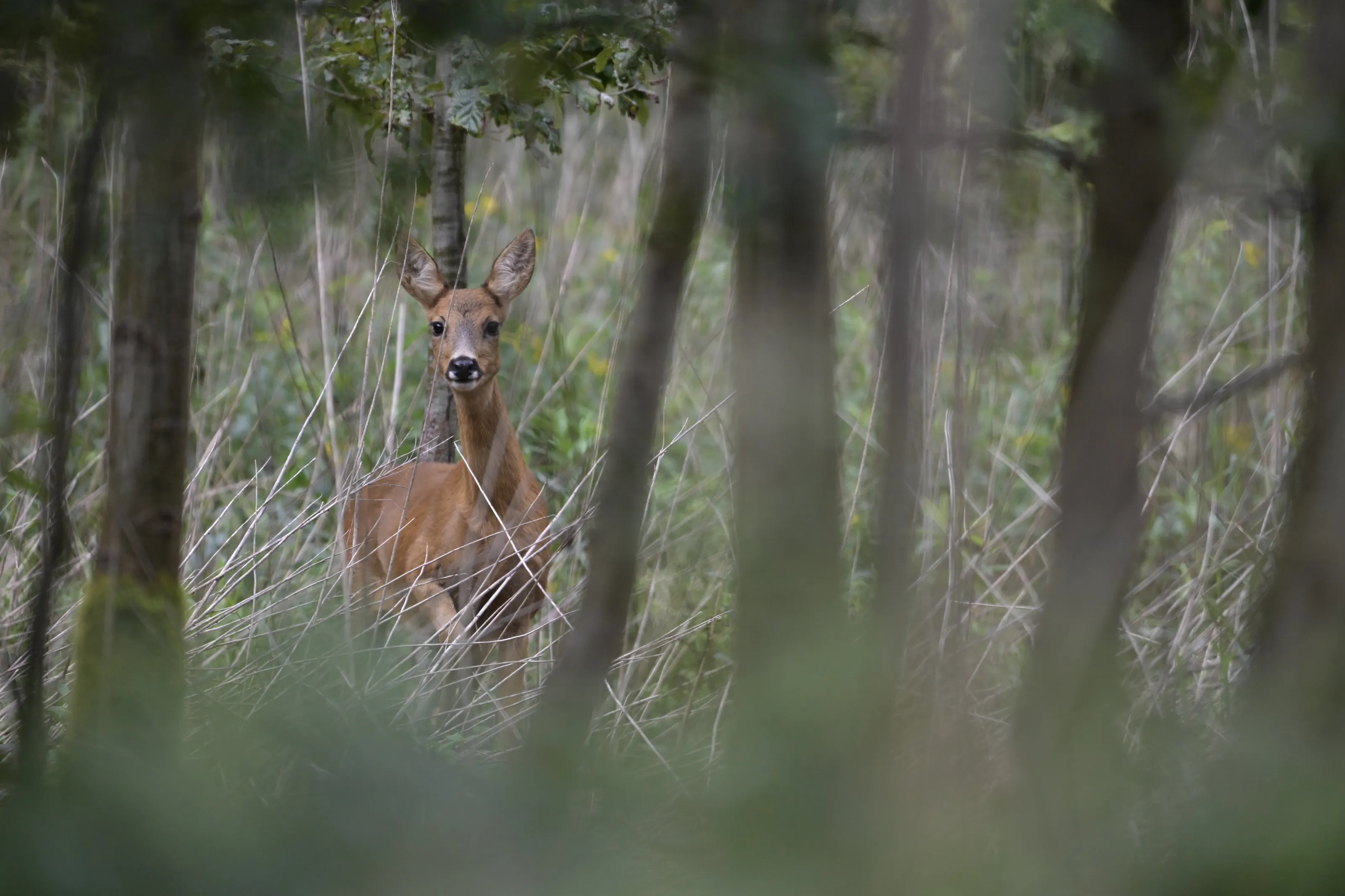 Deer