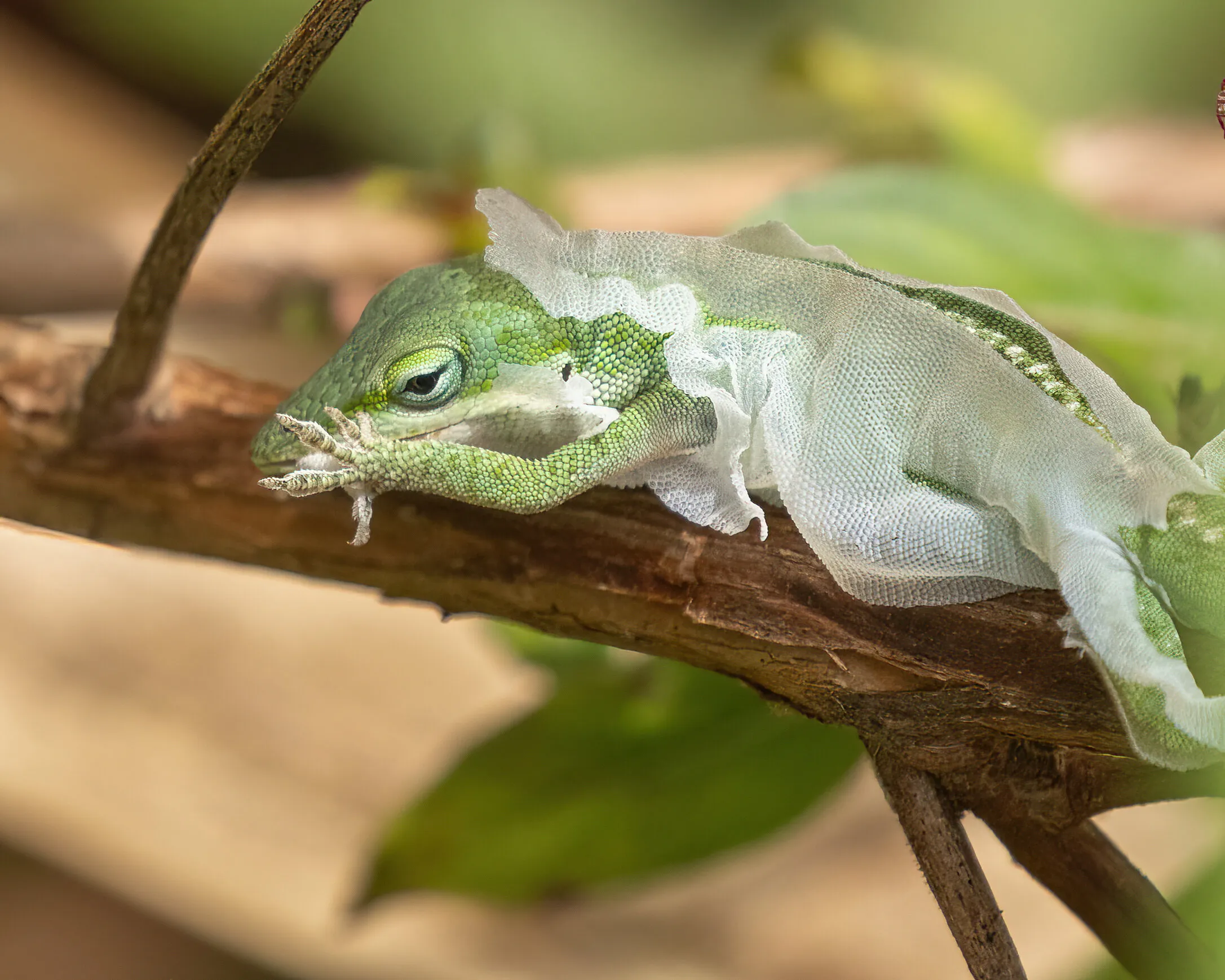 Green anole sheds its skin