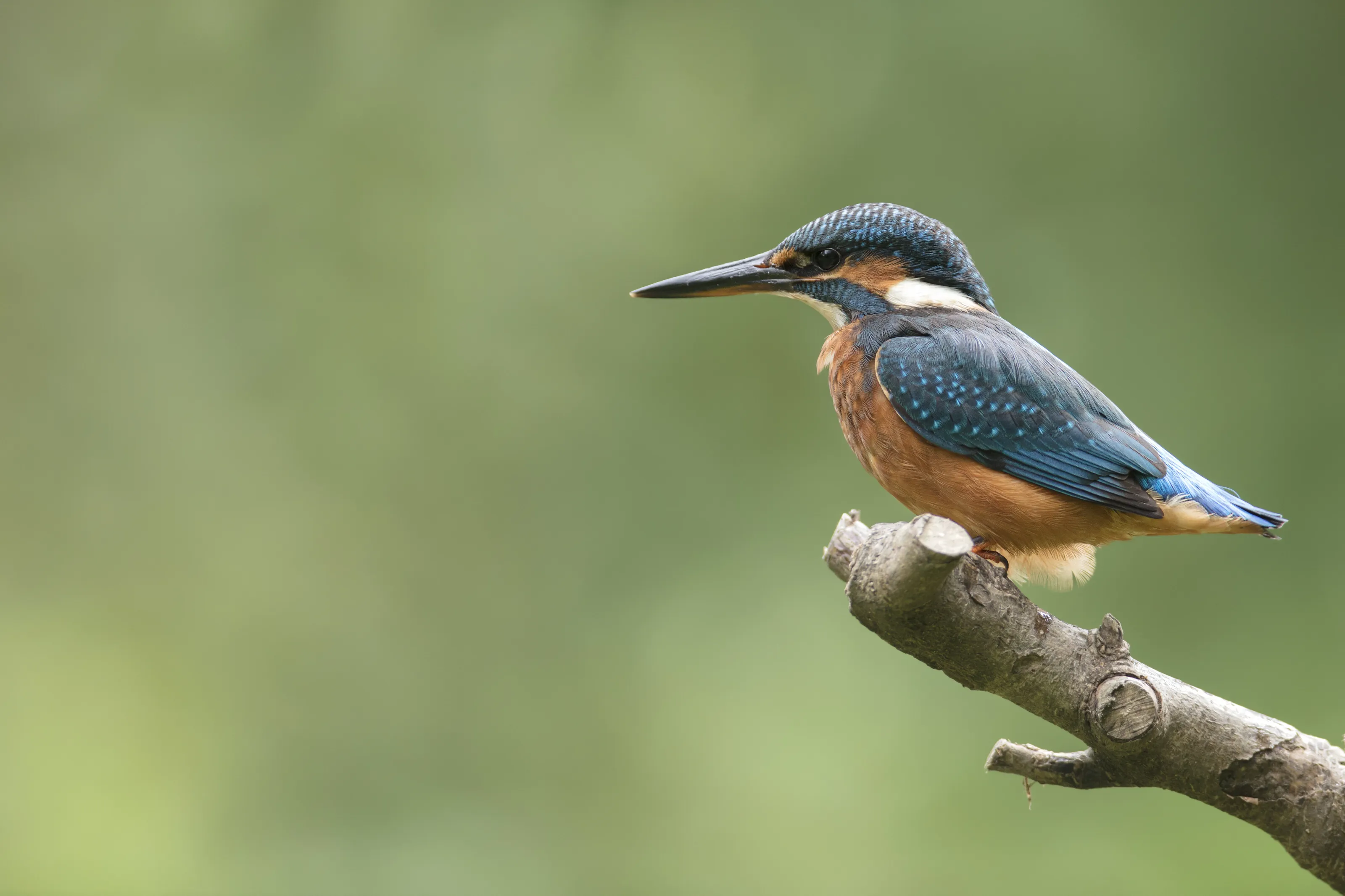 Kingfisher