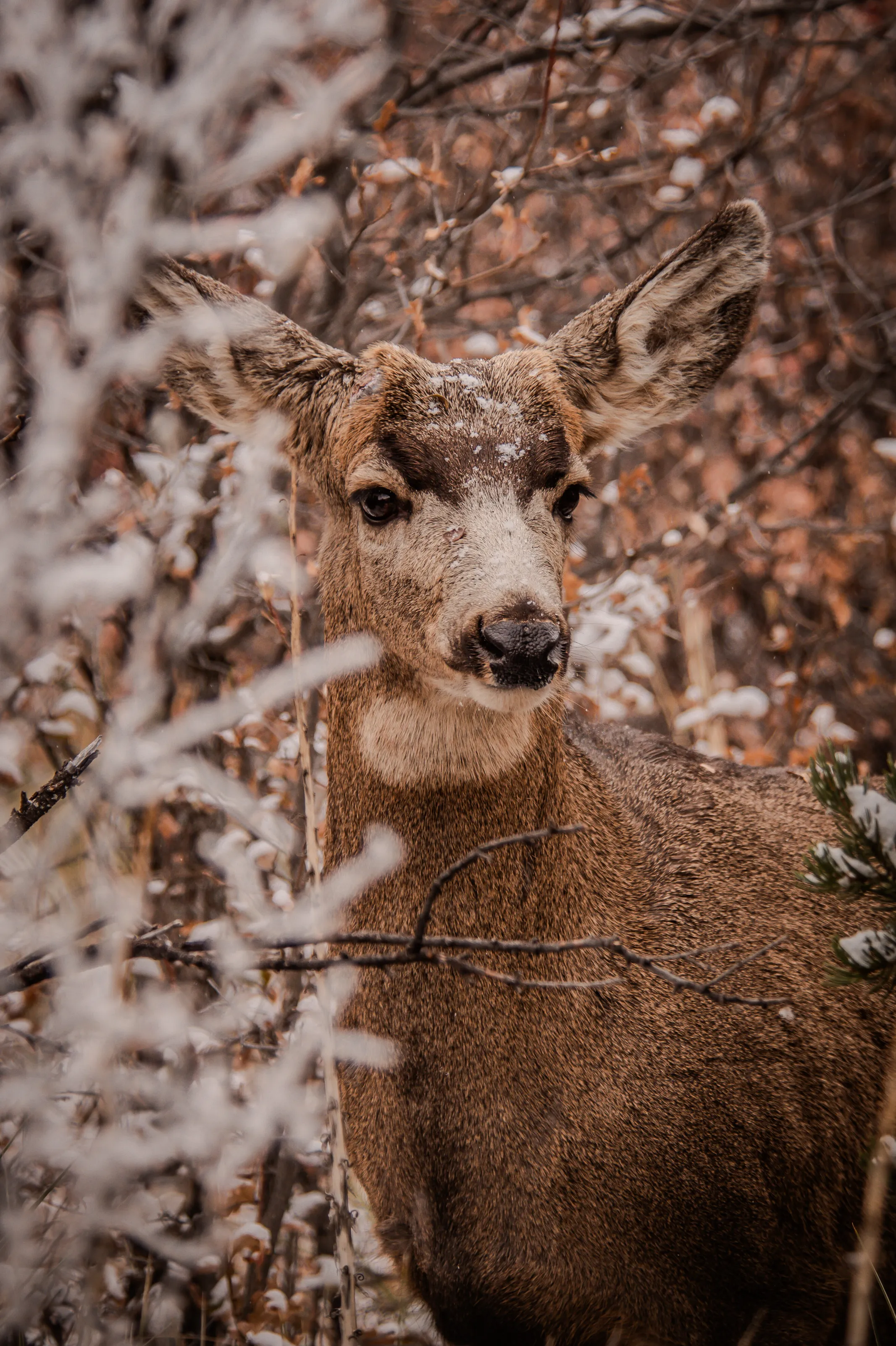 Winter Watch: A Deer in the Frosty Wilderness