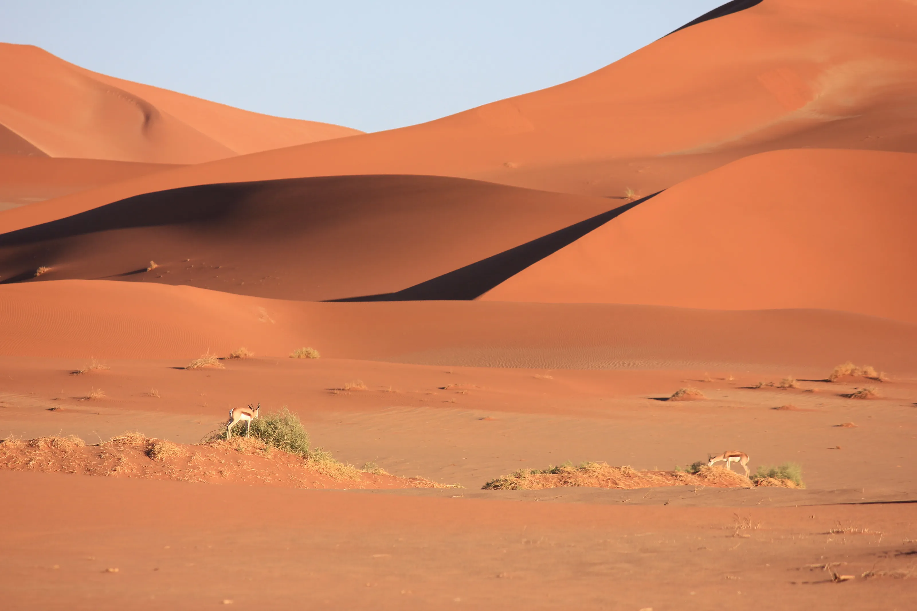 Morning snack in the Namib desert