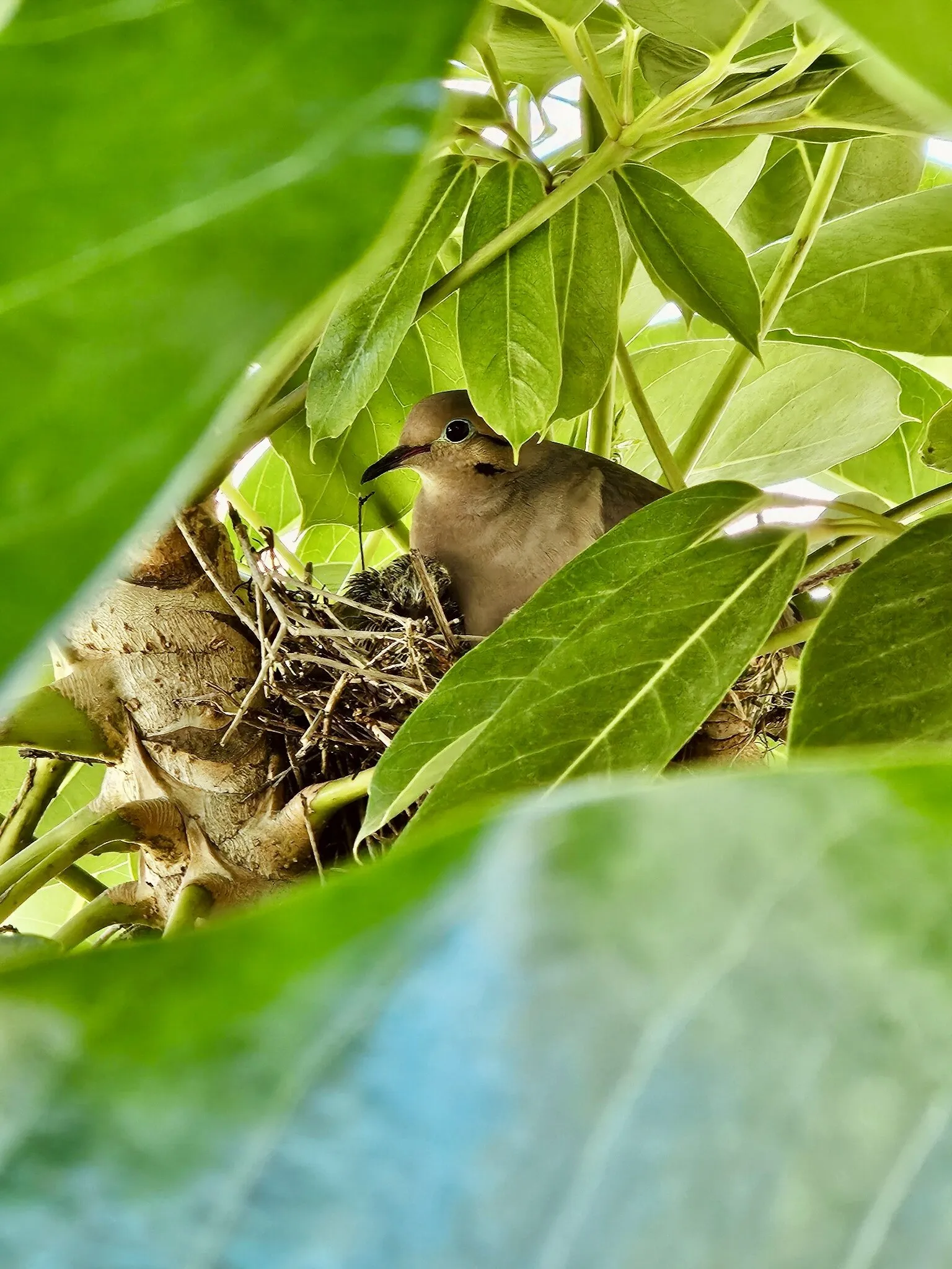 Dove in Leaves
