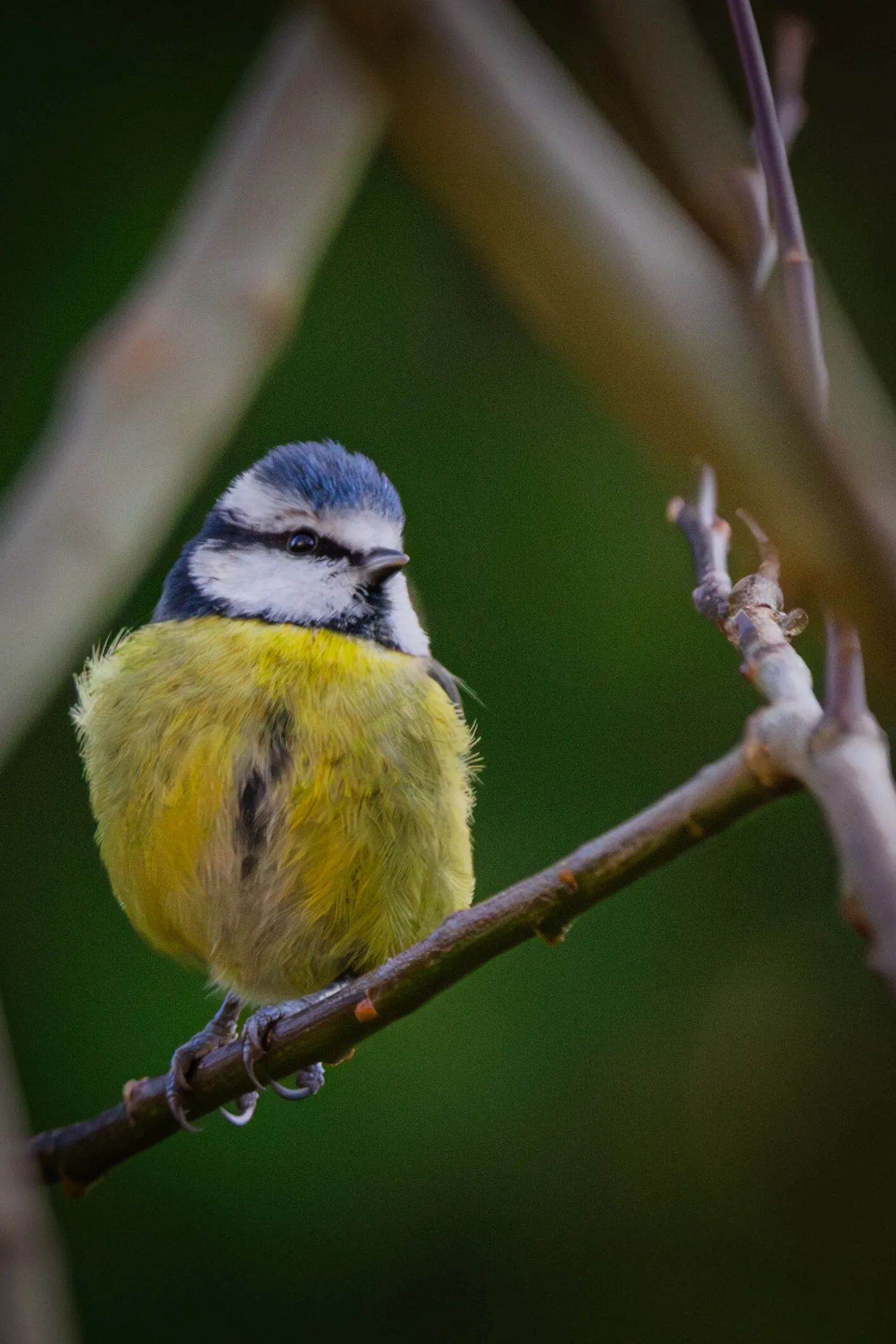 Blue tit