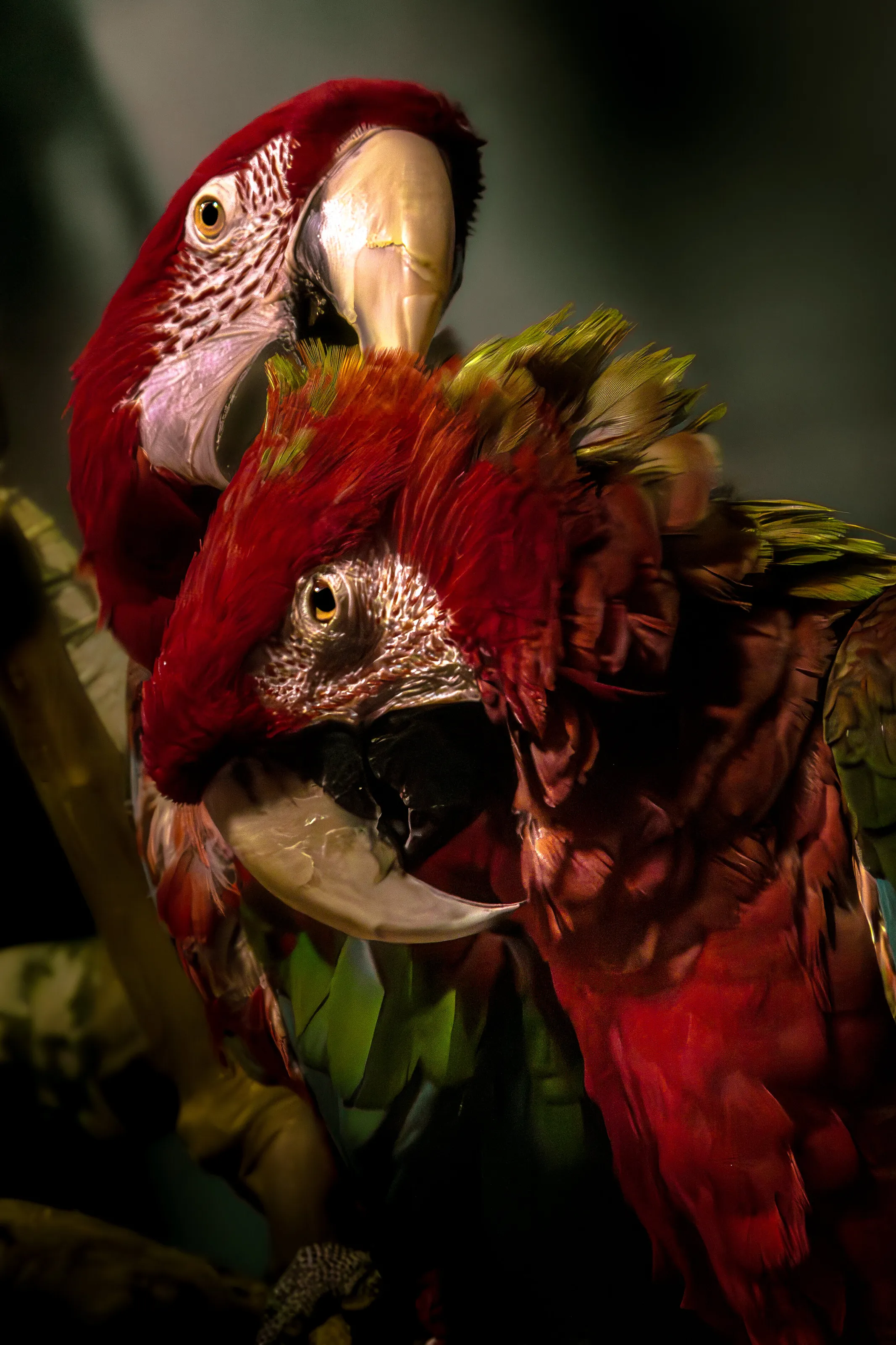 Two Macaws