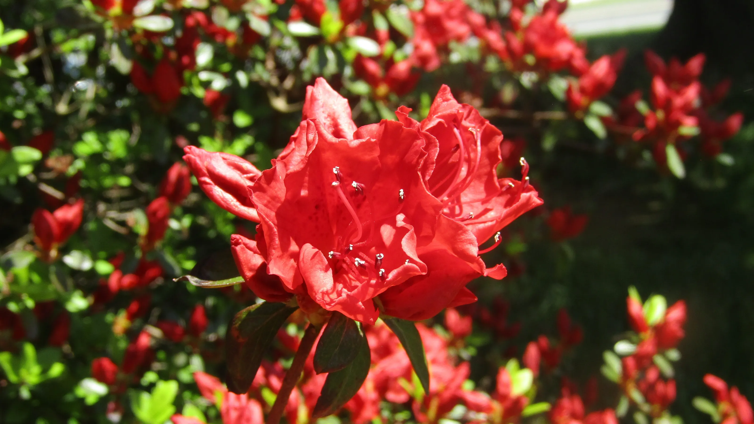 Azalea In Bloom